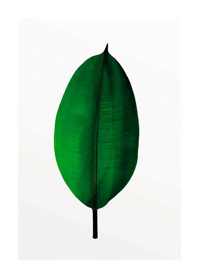 Komar Poster »Ficus Leaf«, Pflanzen-Blätter, (1 St.), Kinderzimmer, Schlafzimmer, Wohnzimmer