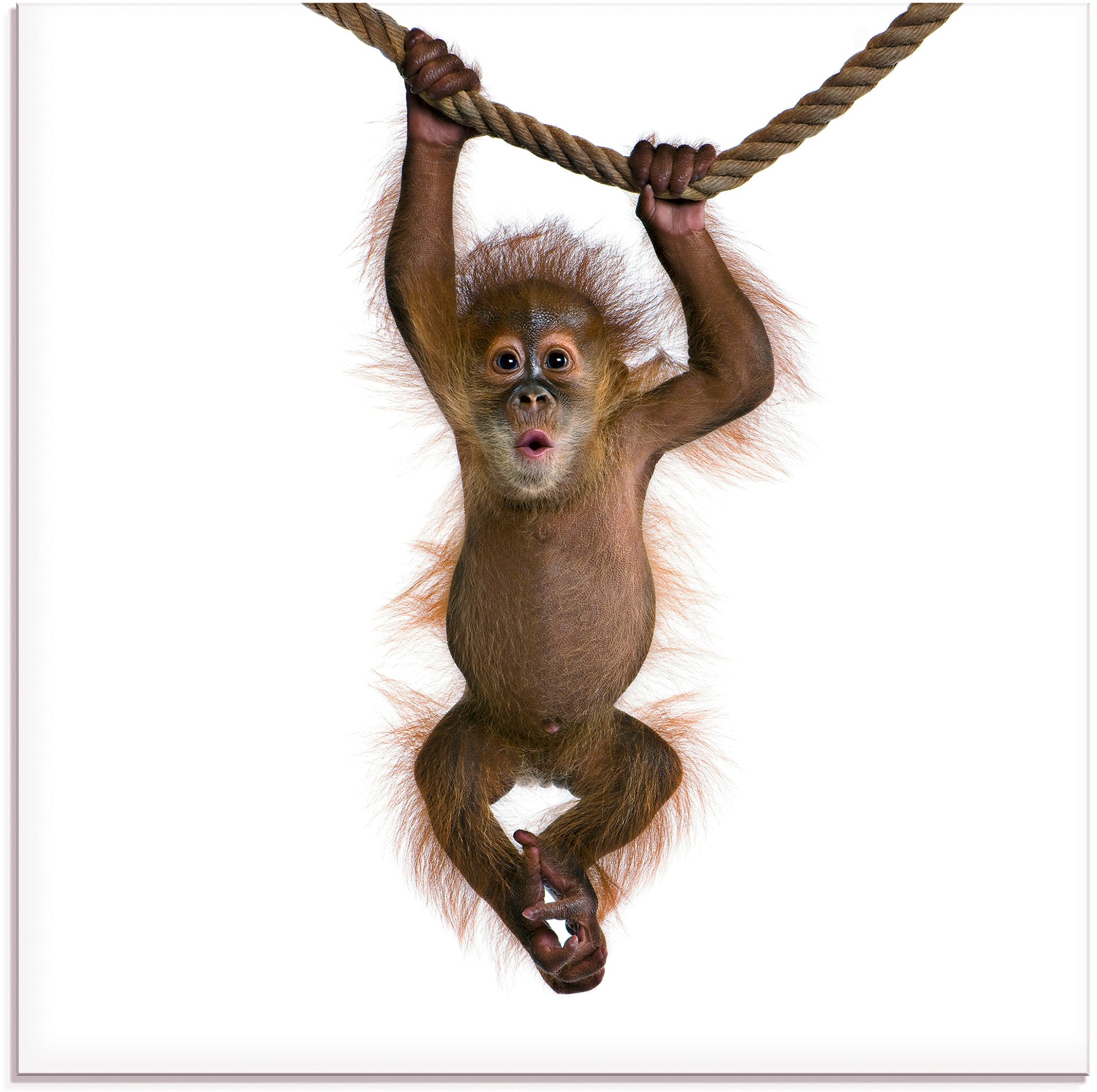 Glasbild »Baby Orang Utan hängt an Seil II«, Wildtiere, (1 St.), in verschiedenen Grössen