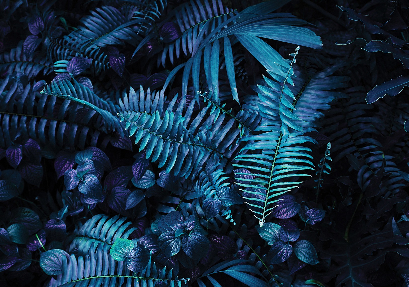 Image of Consalnet Vliestapete »BLÄTTER BLAU«, grafisch, in verschiedenen Grössen bei Ackermann Versand Schweiz