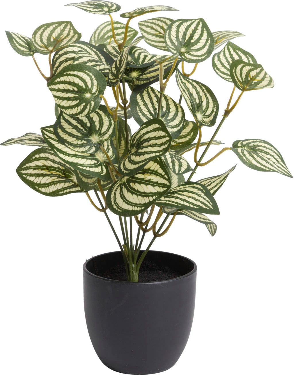 Image of Botanic-Haus Künstliche Zimmerpflanze »Zebrina«, (1 St.) bei Ackermann Versand Schweiz