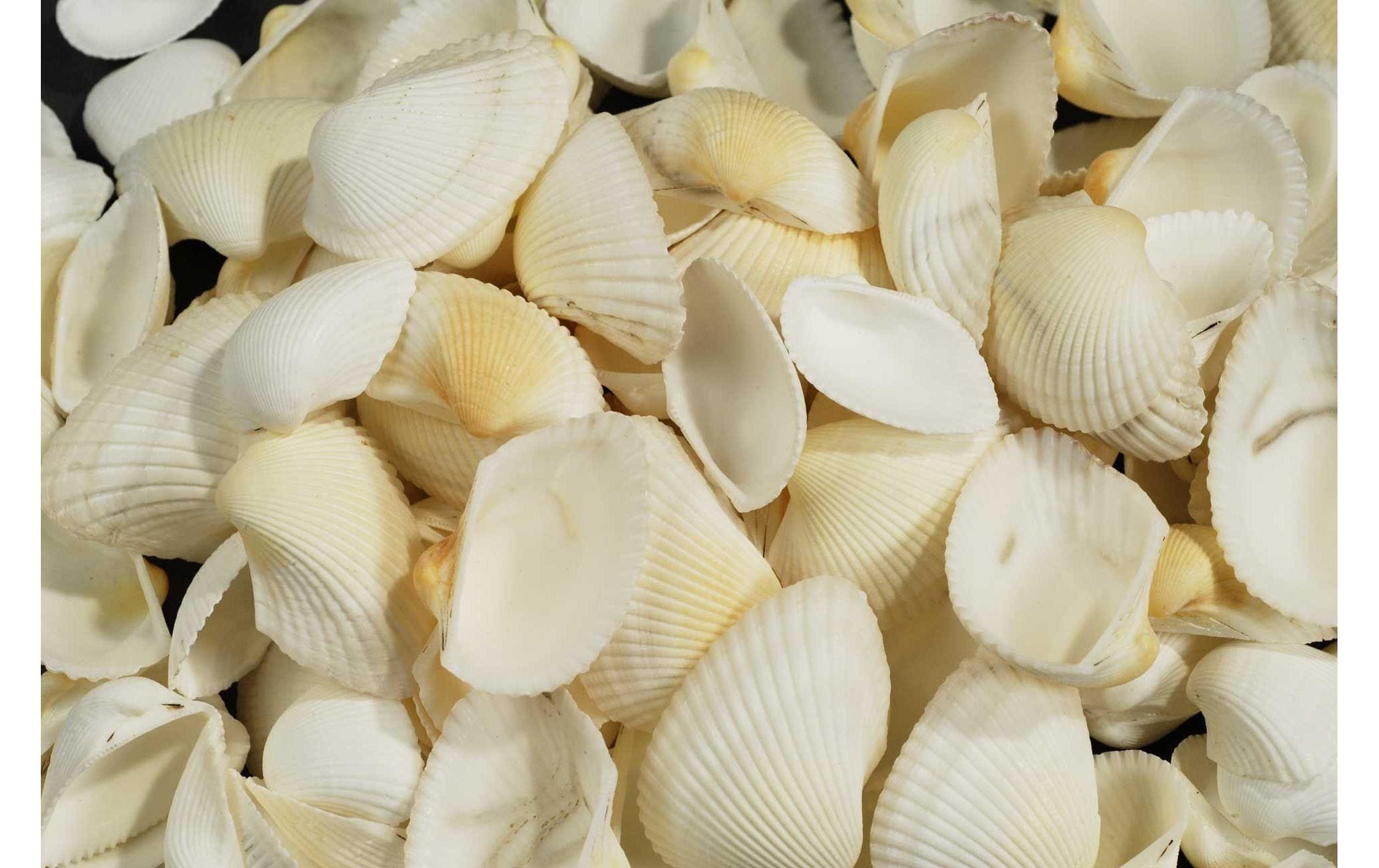 Image of Dekofigur "Ambiance 1,2 kg Weiss"