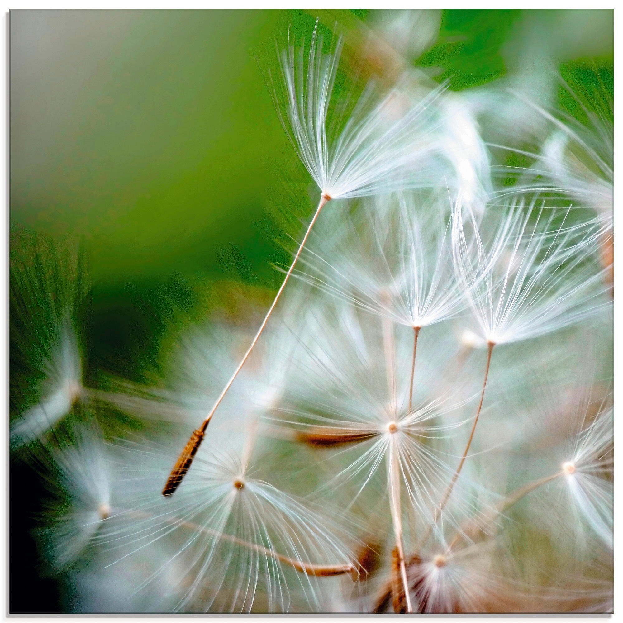 Image of Artland Glasbild »Pusteblume kuschelweich«, Blumen, (1 St.) bei Ackermann Versand Schweiz