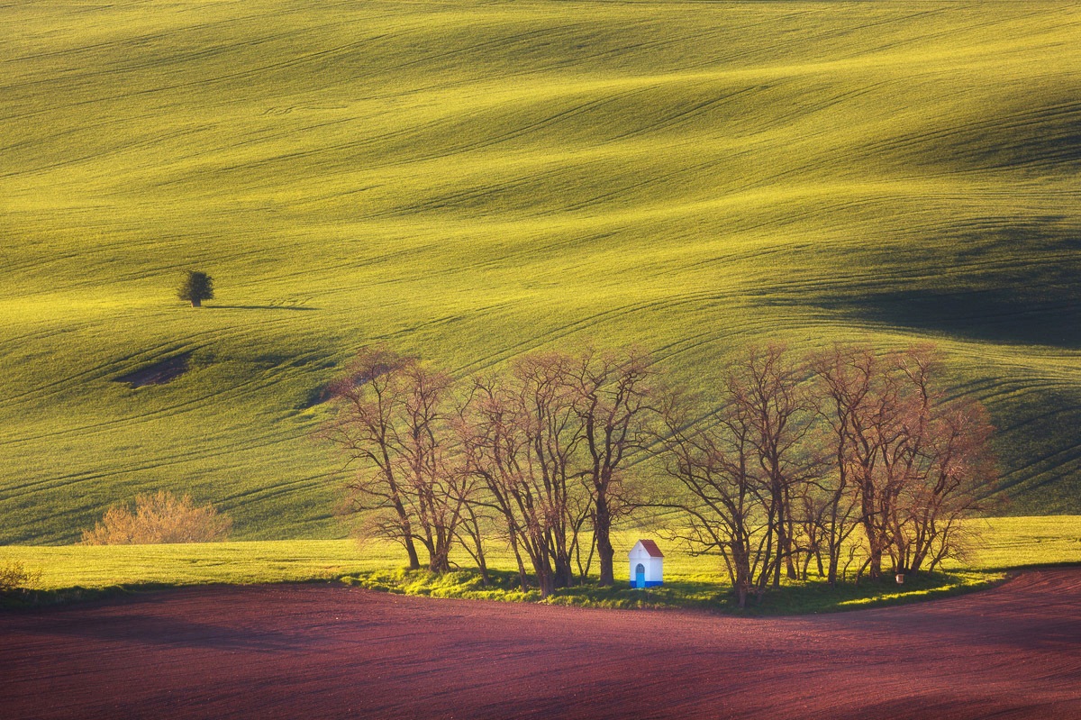 Image of Papermoon Fototapete »Bäume in Fledern«, Vliestapete, hochwertiger Digitaldruck, inklusive Kleister bei Ackermann Versand Schweiz