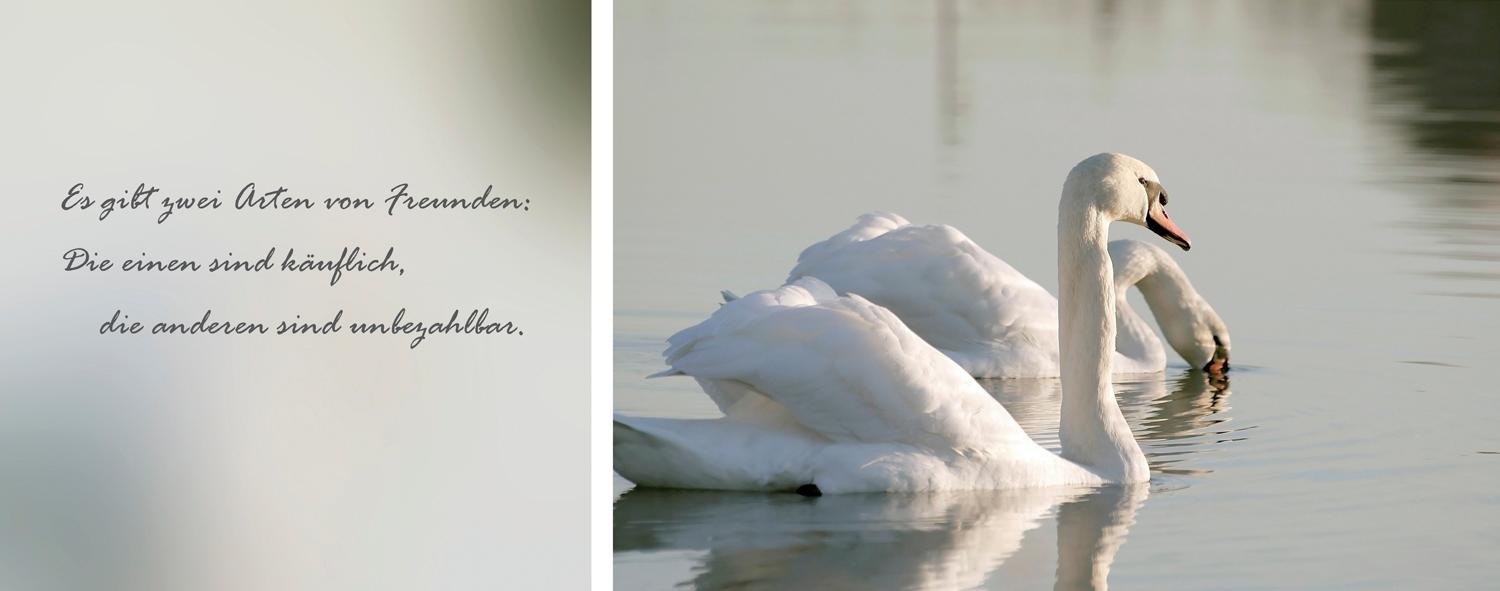 Image of queence Leinwandbild "Freunde" Kunst Modern Schriftzug Schriftzüge Schwanen Bilder See Seebilder Seelandschaft Spa Spa Bilder Sprüche Sprüche & Texte Set, Premium-Leinwandstoff, Handarbeit aus Deutschland, Zitat, 2er Set
