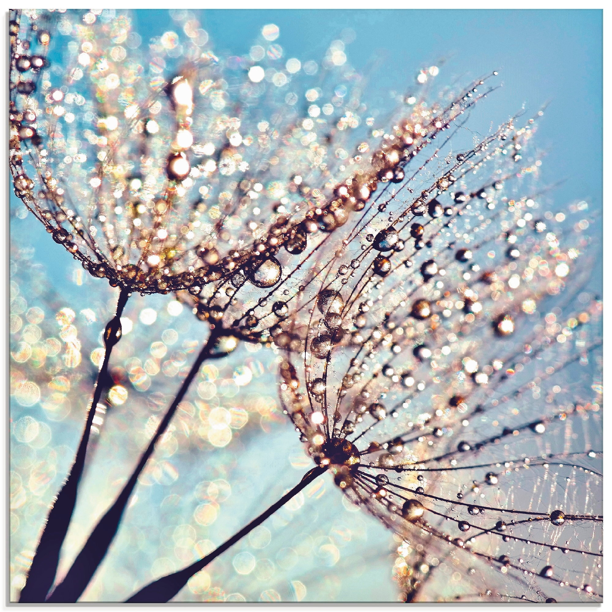 Image of Artland Glasbild "Pusteblume Tröpfchenfänger" Blumen 1 Stk. tlg. in verschiedenen Grössen