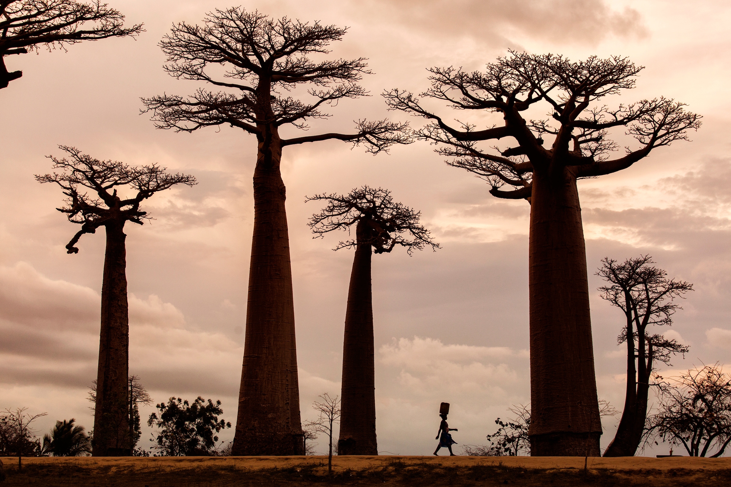 Image of Papermoon Fototapete "Photo-Art DAN MIRICA, MADAGASKAR"