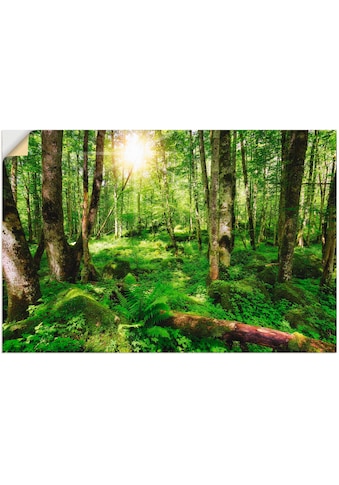 Artland Wandbild »Wald«, Wald, (1 St.), in vielen Grössen & Produktarten - Alubild /... kaufen