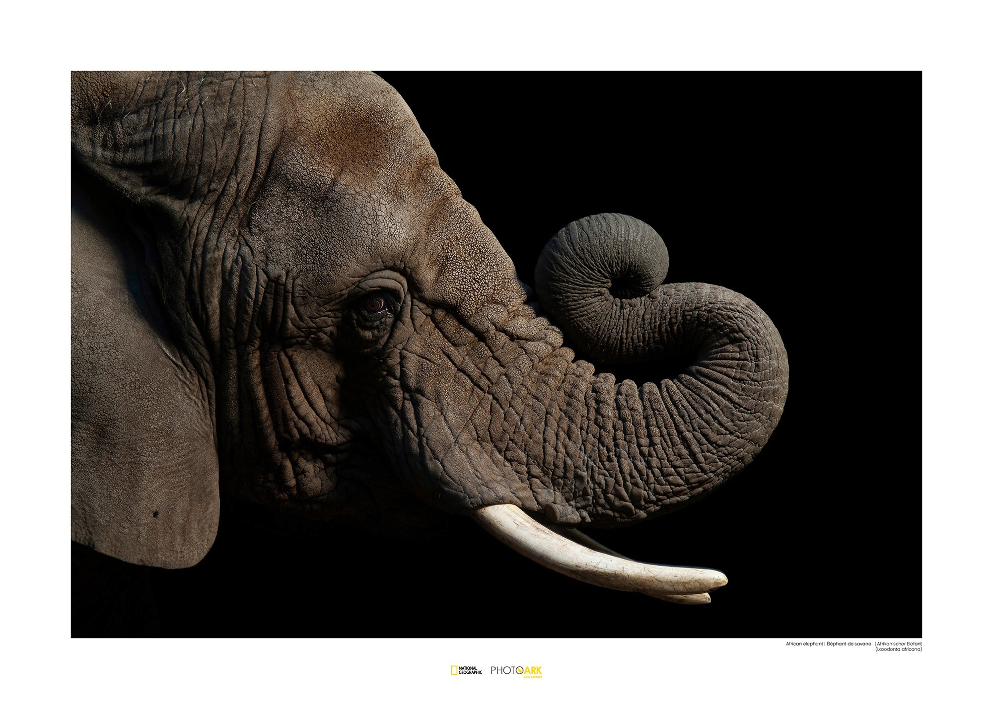 Image of Komar Poster »African Elephant«, Tiere, Höhe: 50cm bei Ackermann Versand Schweiz