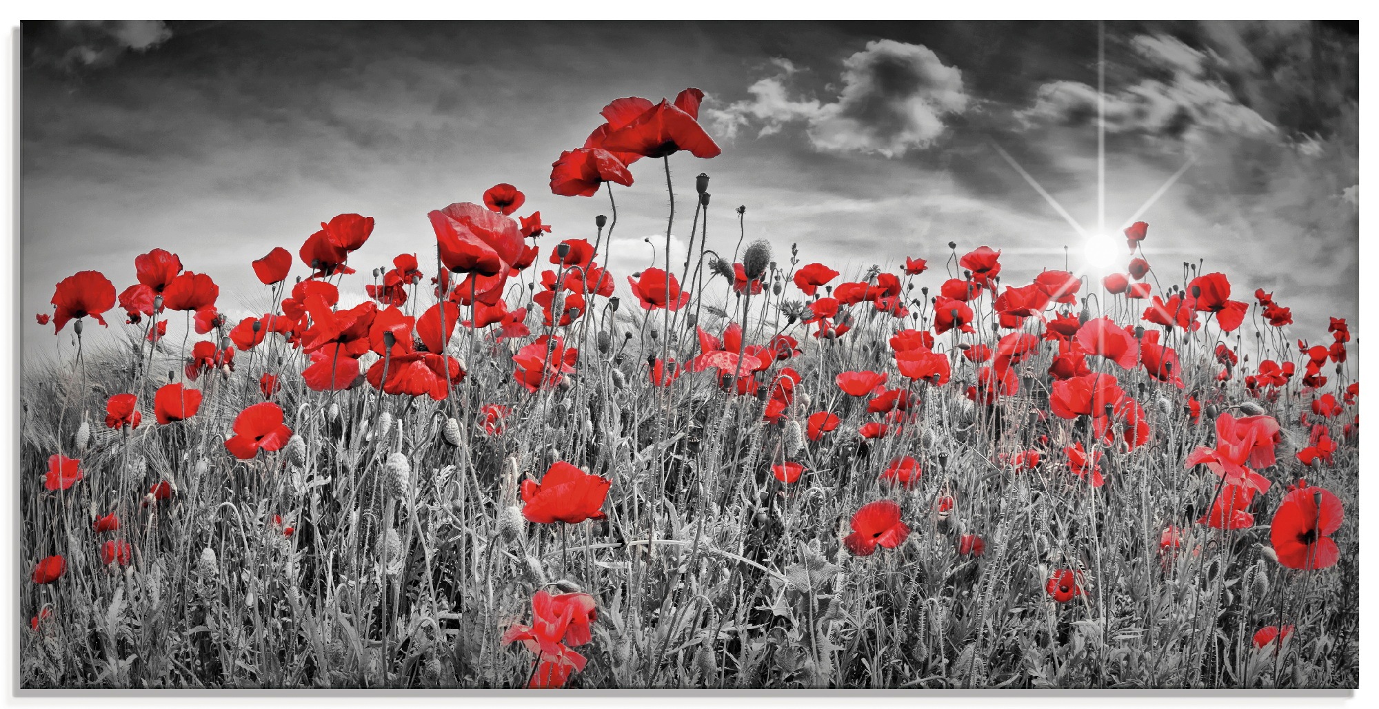 Image of Artland Glasbild »Idyllisches Mohnblumenfeld mit Sonne«, Blumen, (1 St.) bei Ackermann Versand Schweiz