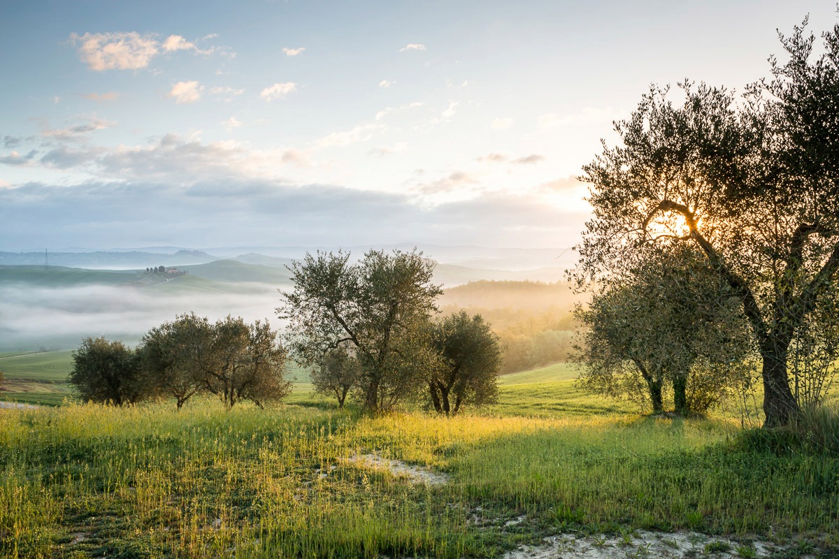 Image of Papermoon Fototapete »Bäume in landschaft«, Vliestapete, hochwertiger Digitaldruck, inklusive Kleister bei Ackermann Versand Schweiz