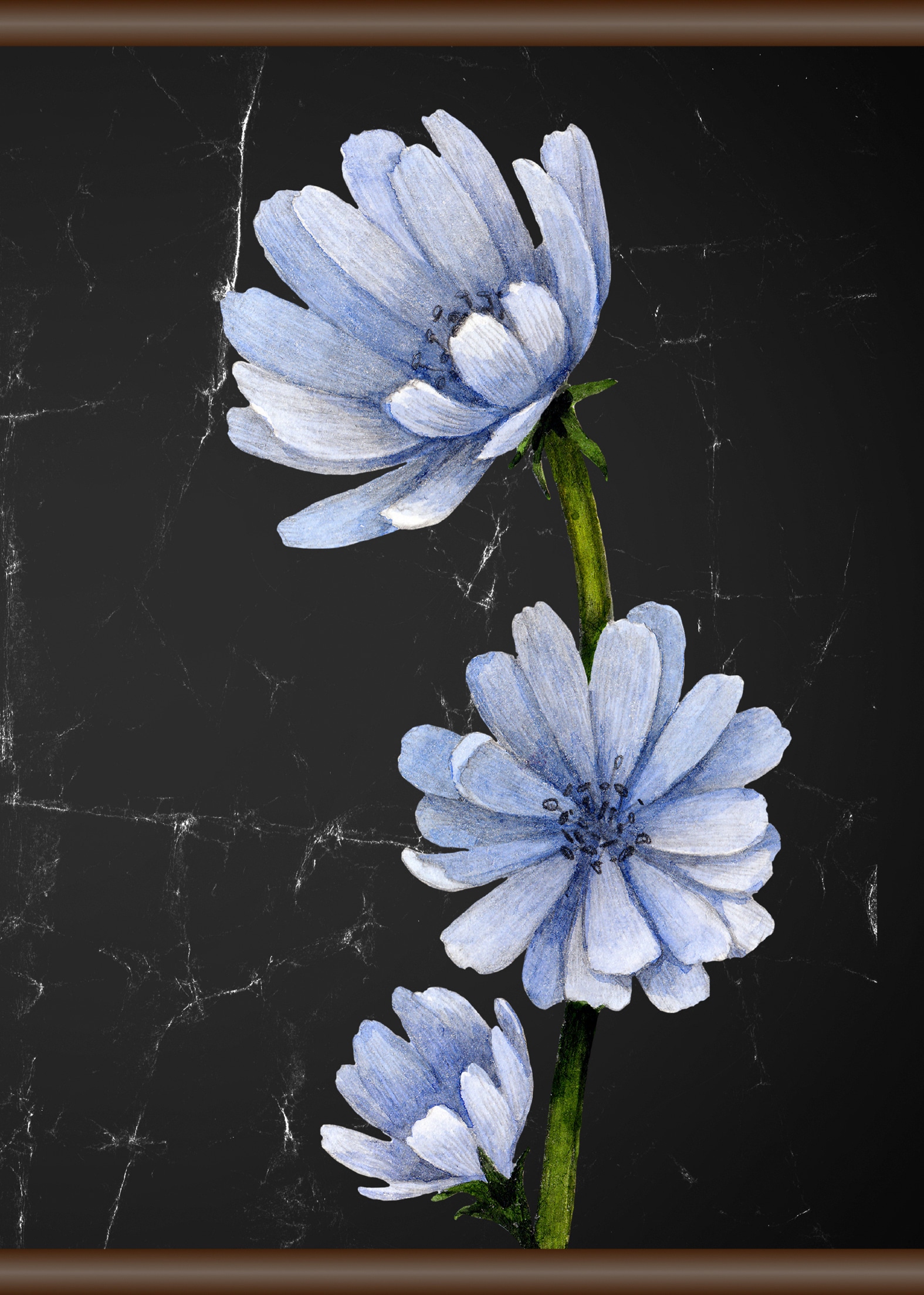 Leinwandbild »Blaue Blüte«, 50x70 cm