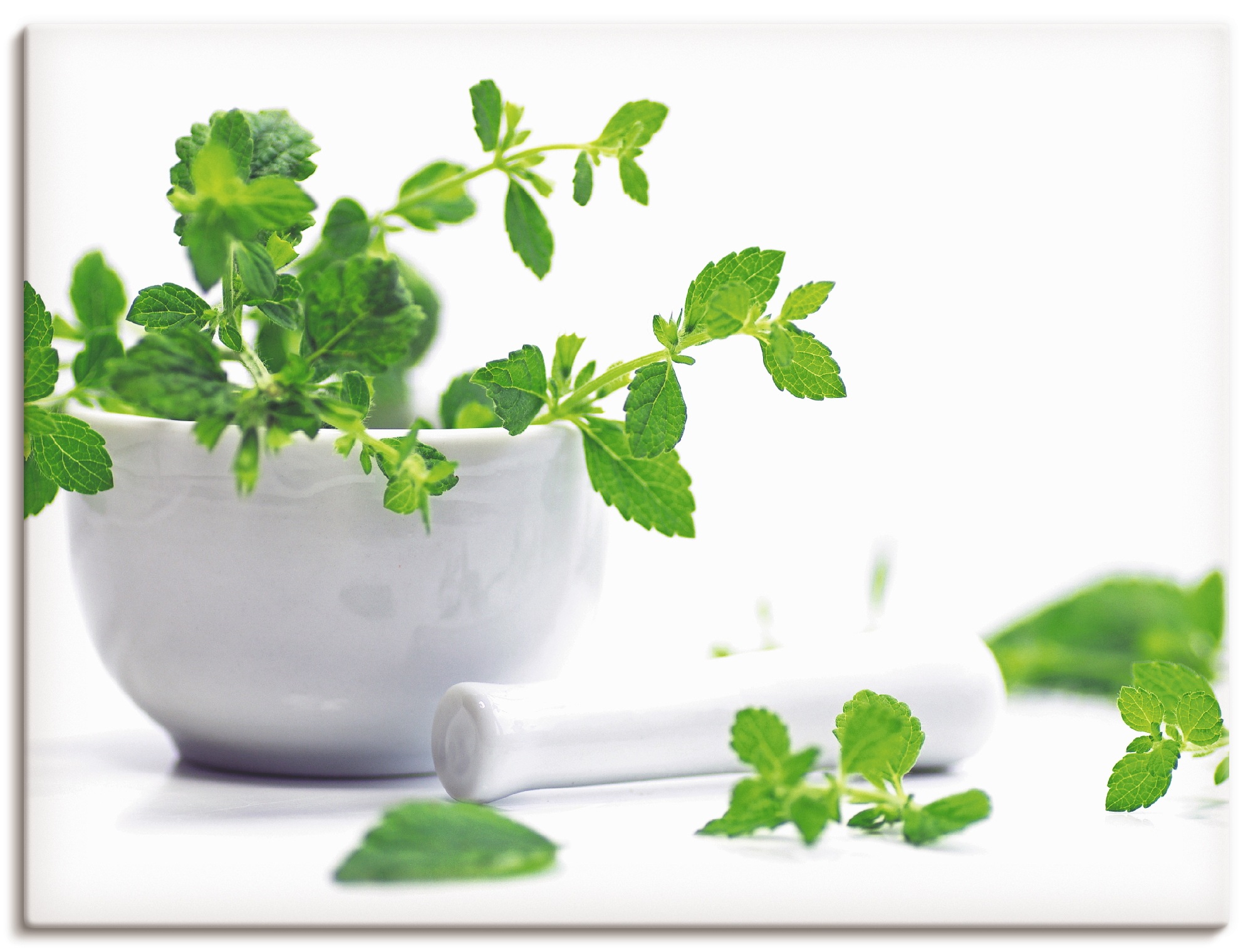Image of Artland Wandbild »Melissa officinalis«, Lebensmittel, (1 St.), in vielen Grössen & Produktarten -Leinwandbild, Poster, Wandaufkleber / Wandtattoo auch für Badezimmer geeignet bei Ackermann Versand Schweiz