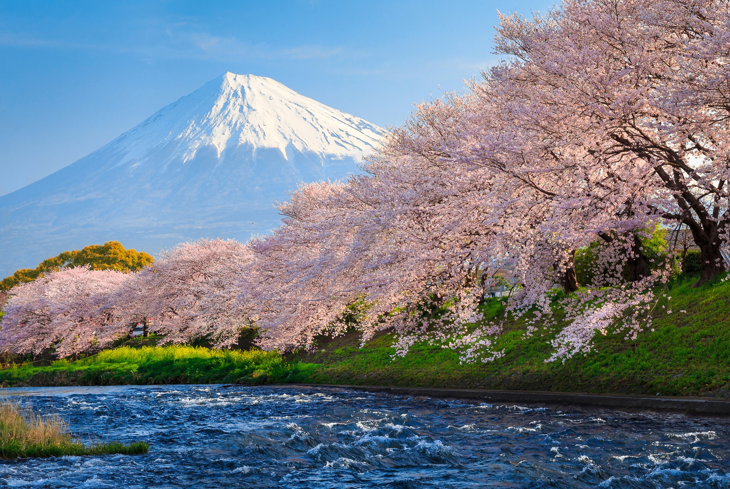 Image of Papermoon Fototapete "Fuji and Sakura" glatt