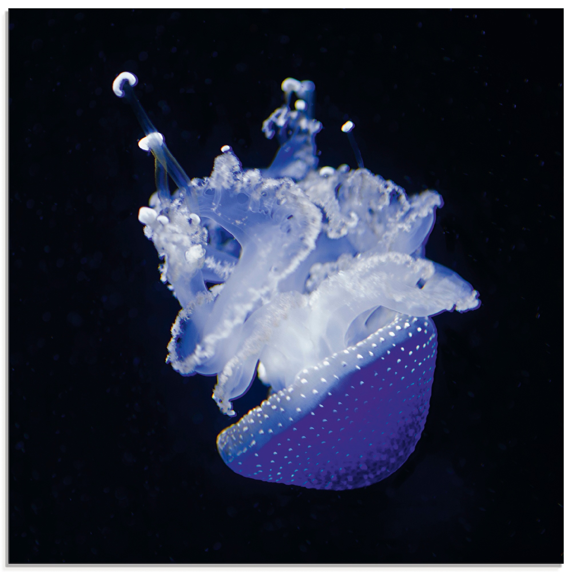 Image of Artland Glasbild »Qualle Aquarium Zoo«, Wassertiere, (1 St.) bei Ackermann Versand Schweiz