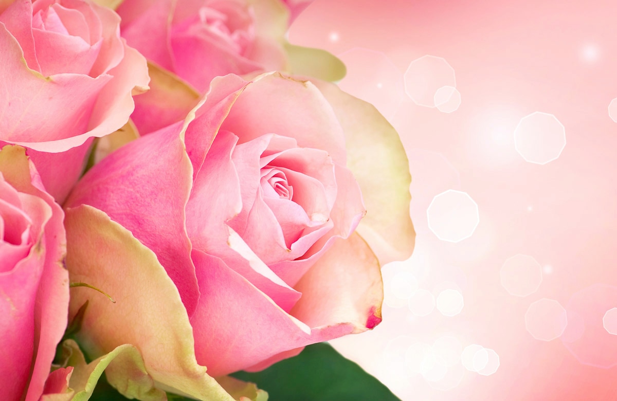 Image of Papermoon Fototapete "ROSEN-BLUMEN ART DESIGN ABSTRAKT MUSTER DECOR KUNST"