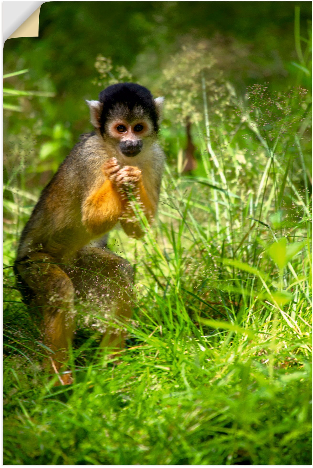 Image of Artland Wandbild »Totenkopfäffchen im hohen Gras«, Affenbilder, (1 St.), in vielen Grössen & Produktarten - Alubild / Outdoorbild für den Aussenbereich, Leinwandbild, Poster, Wandaufkleber / Wandtattoo auch für Badezimmer geeignet bei Ackermann Versand Sc