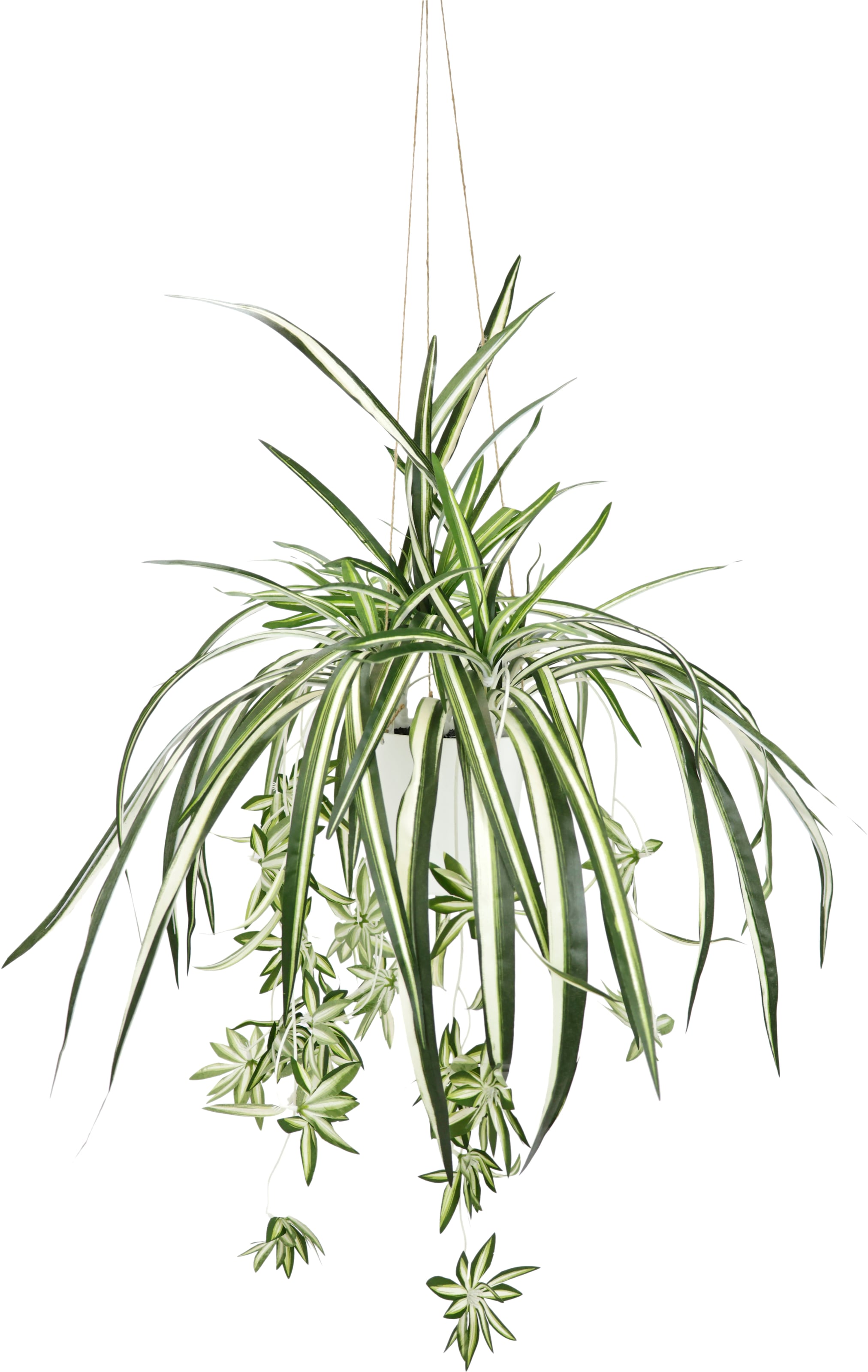 my home Kunstpflanze »Grünlilie«, Mit Hängeampe, künstliche Wasserlilie  günstig kaufen