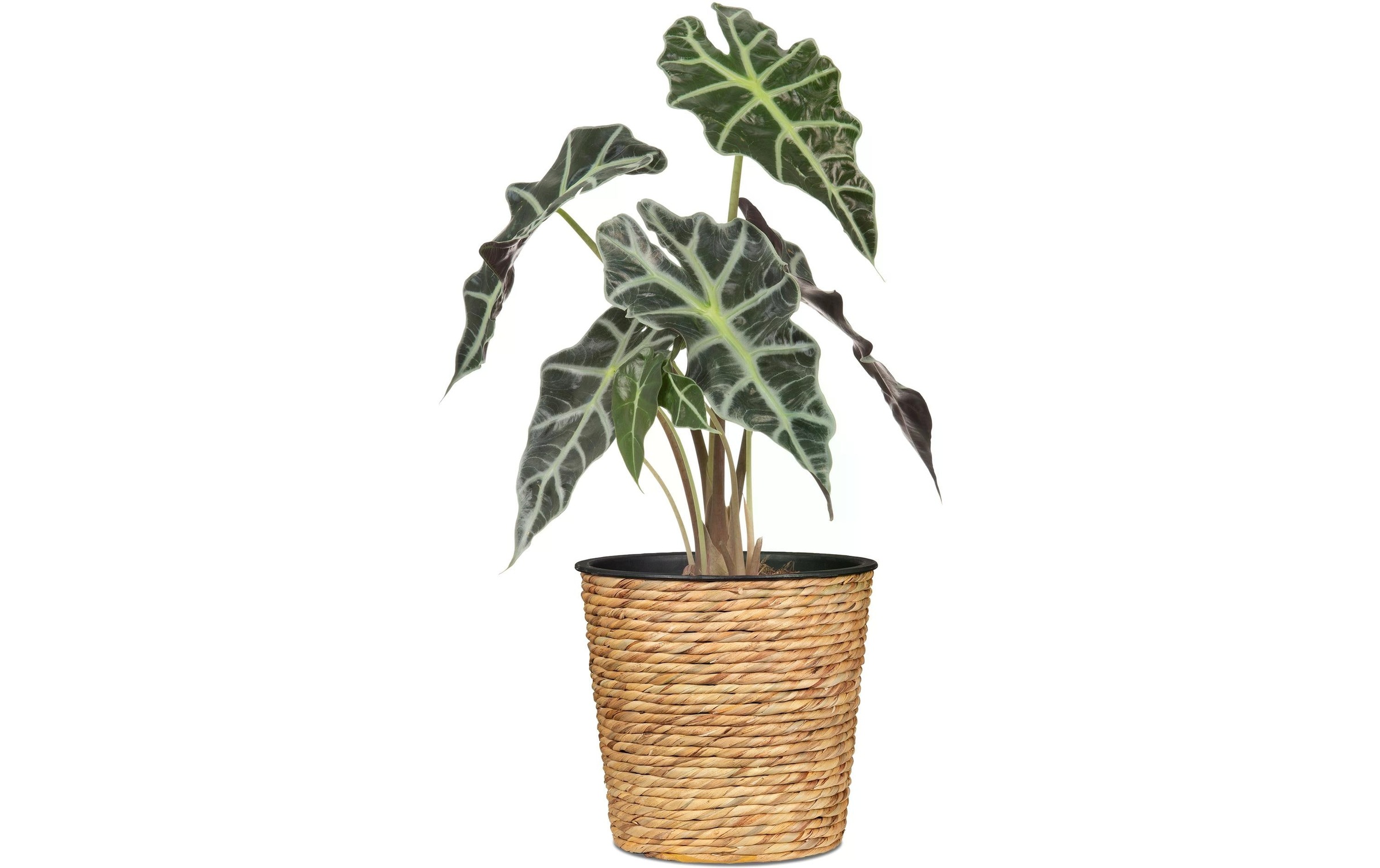 Scheurich Blumentopf »scheurich«