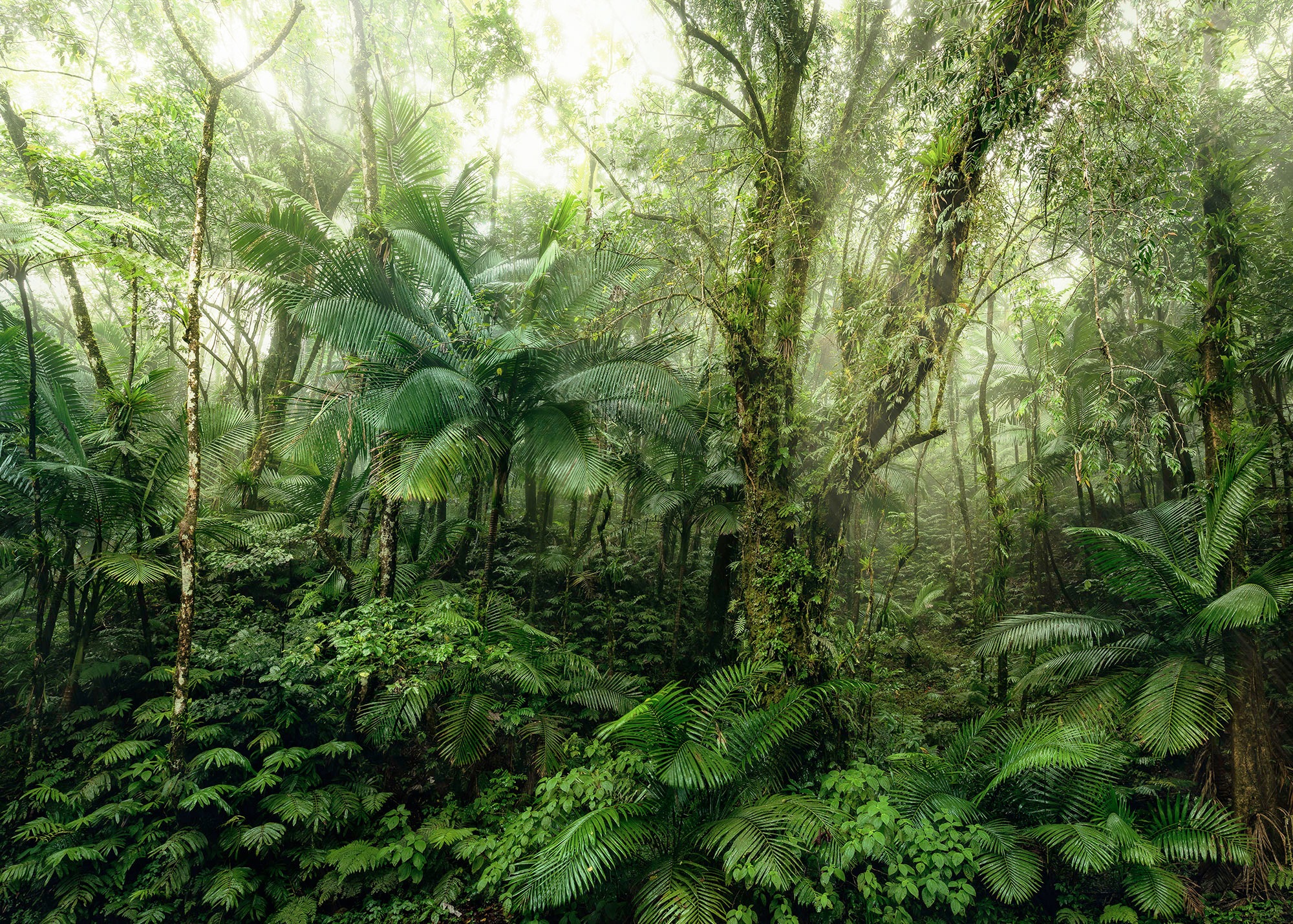 Image of Komar Fototapete »Mindfulness«, bedruckt-floral-botanisch bei Ackermann Versand Schweiz