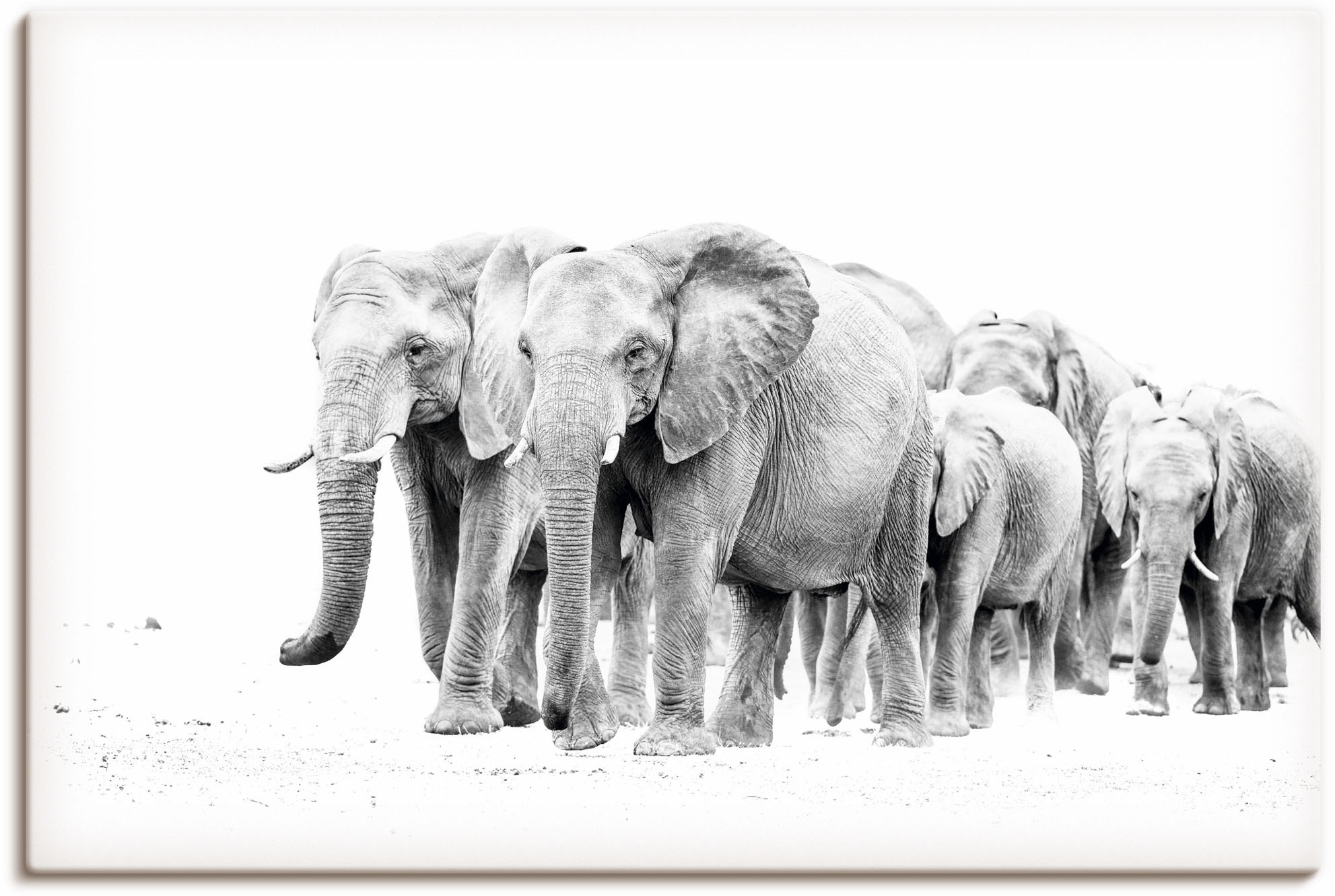 Image of Artland Wandbild »Karawane der Eefanten«, Elefanten Bilder, (1 St.), in vielen Grössen & Produktarten - Alubild / Outdoorbild für den Aussenbereich, Leinwandbild, Poster, Wandaufkleber / Wandtattoo auch für Badezimmer geeignet bei Ackermann Versand Schwei