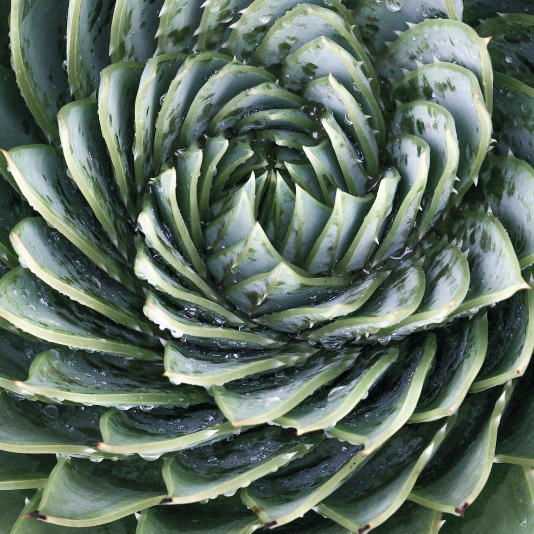 Image of Reinders! Glasbild »Agave Rosette« bei Ackermann Versand Schweiz