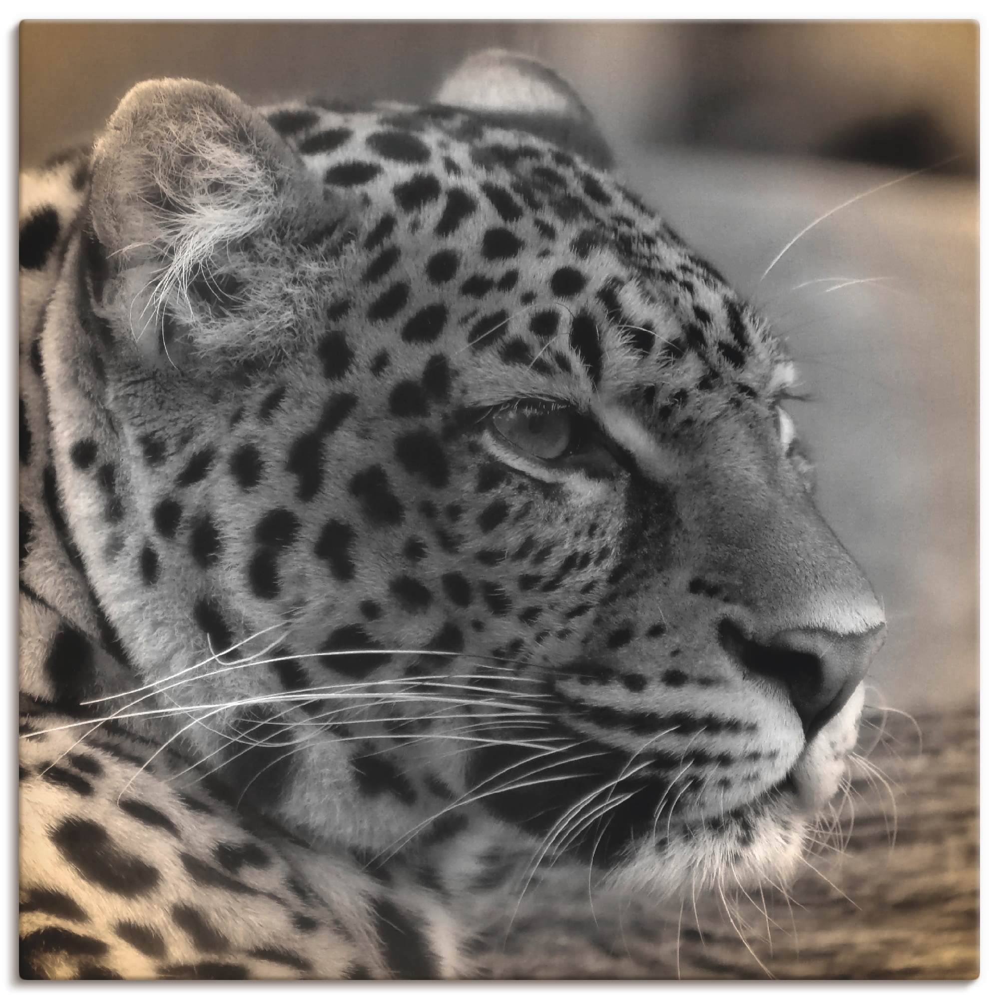 Image of Artland Leinwandbild "Leopard Profil" Wildtiere 1 Stk. tlg. auf Holzrahmen gespannt