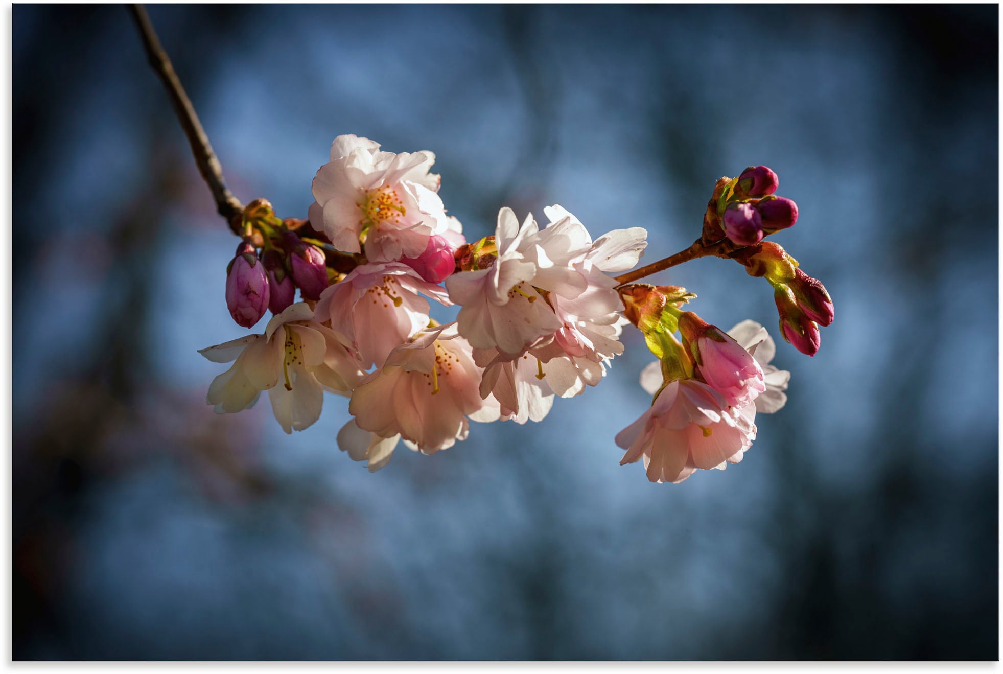 Image of Artland Alu-Dibond-Druck "Kirschblüte im Frühling" Blumenbilder 1 Stk. tlg. für Innen- und Aussenbereich geeignet, Outdoorbild