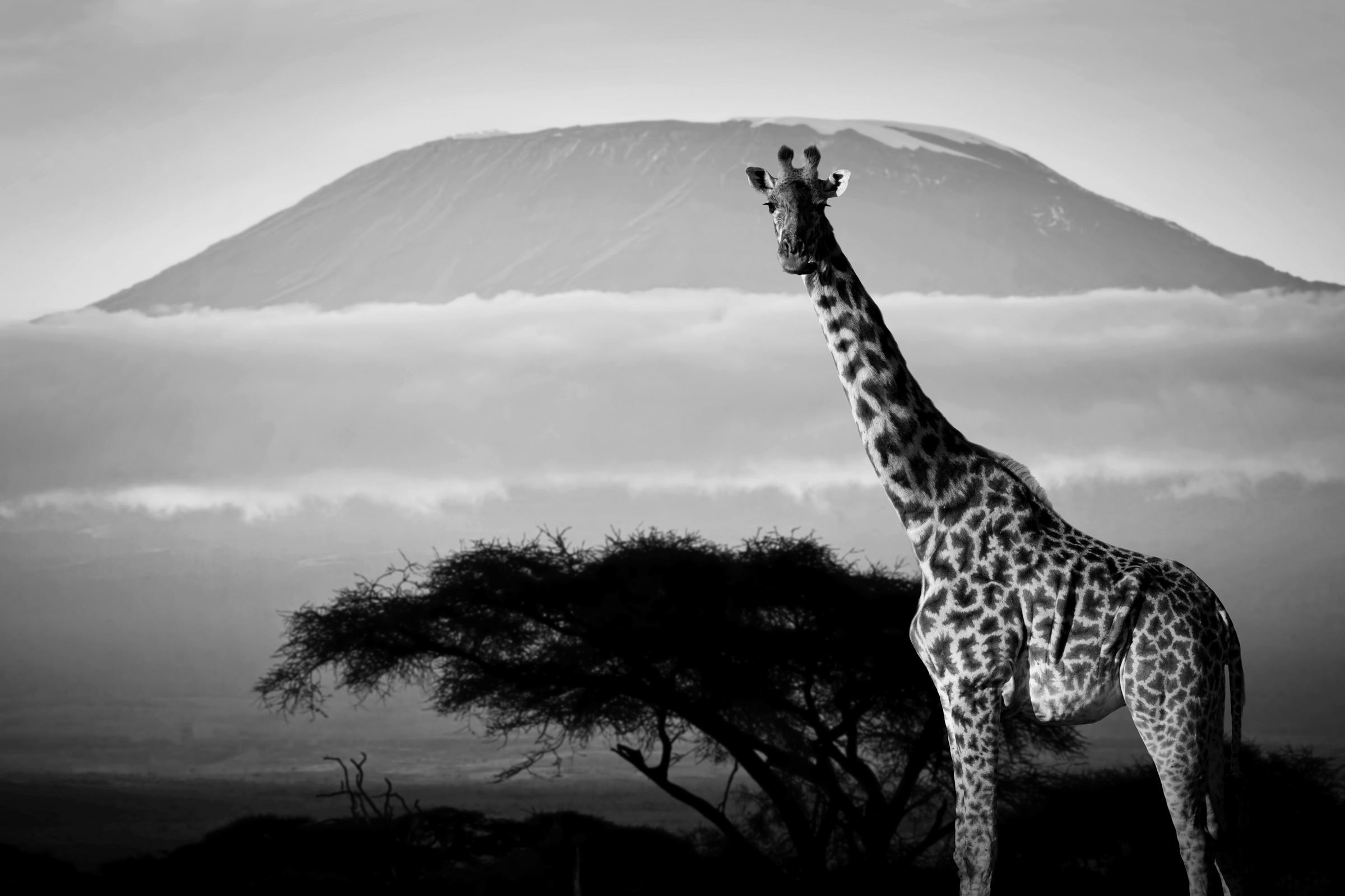 Image of Papermoon Fototapete "Giraffe mit Landschaft Schwarz & Weiss"