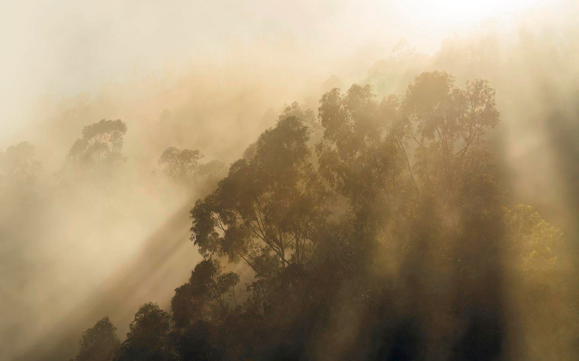 Image of Komar Vliestapete »Misty Mountain«, naturalistisch bei Ackermann Versand Schweiz