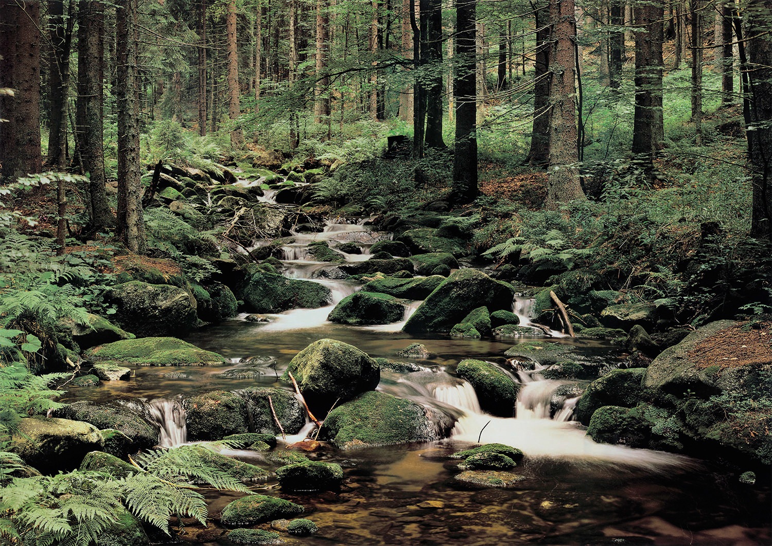 Image of Papermoon Fototapete "Nature" glatt
