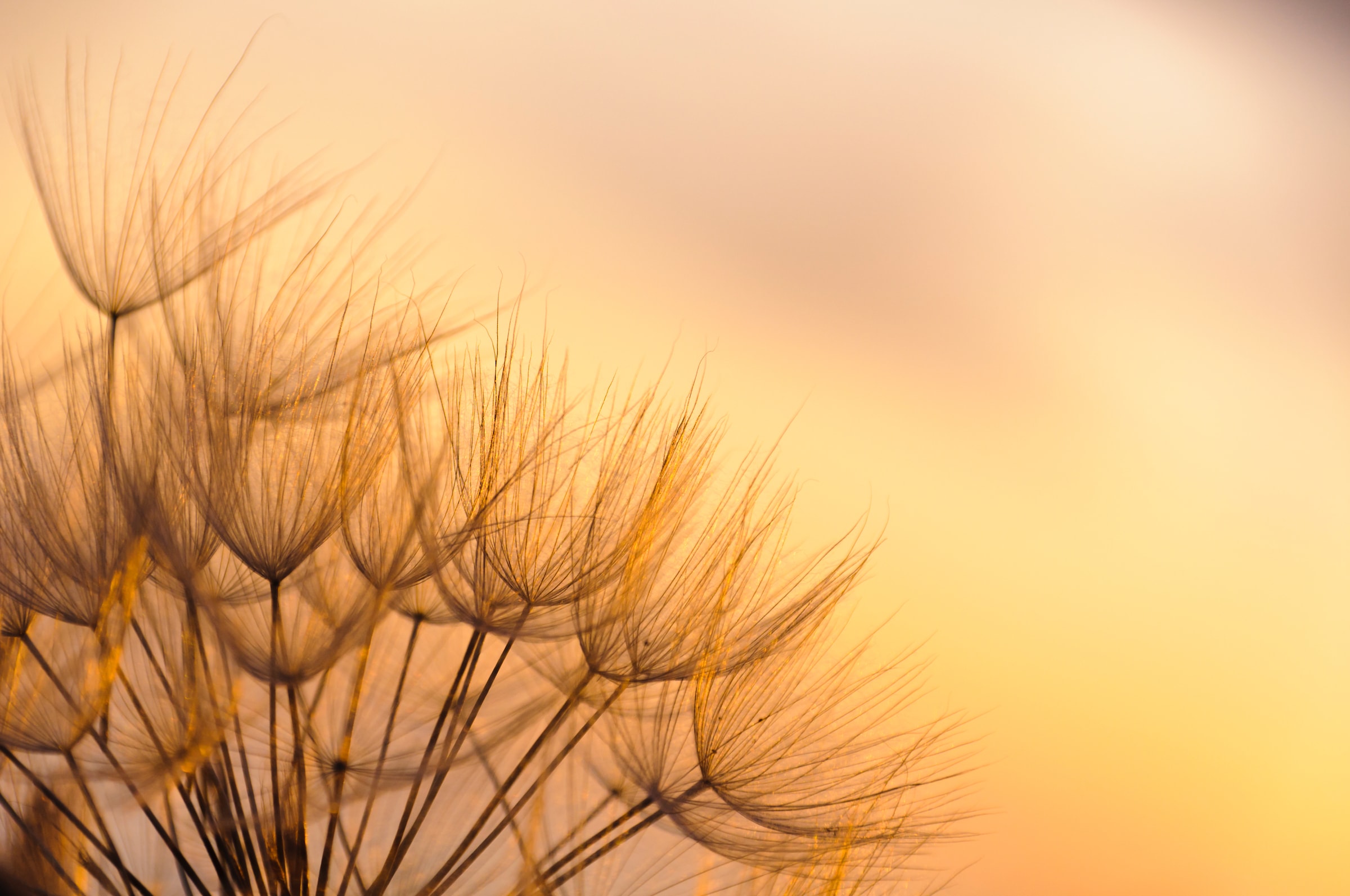 Image of Papermoon Fototapete »Dandelion Sunset« bei Ackermann Versand Schweiz