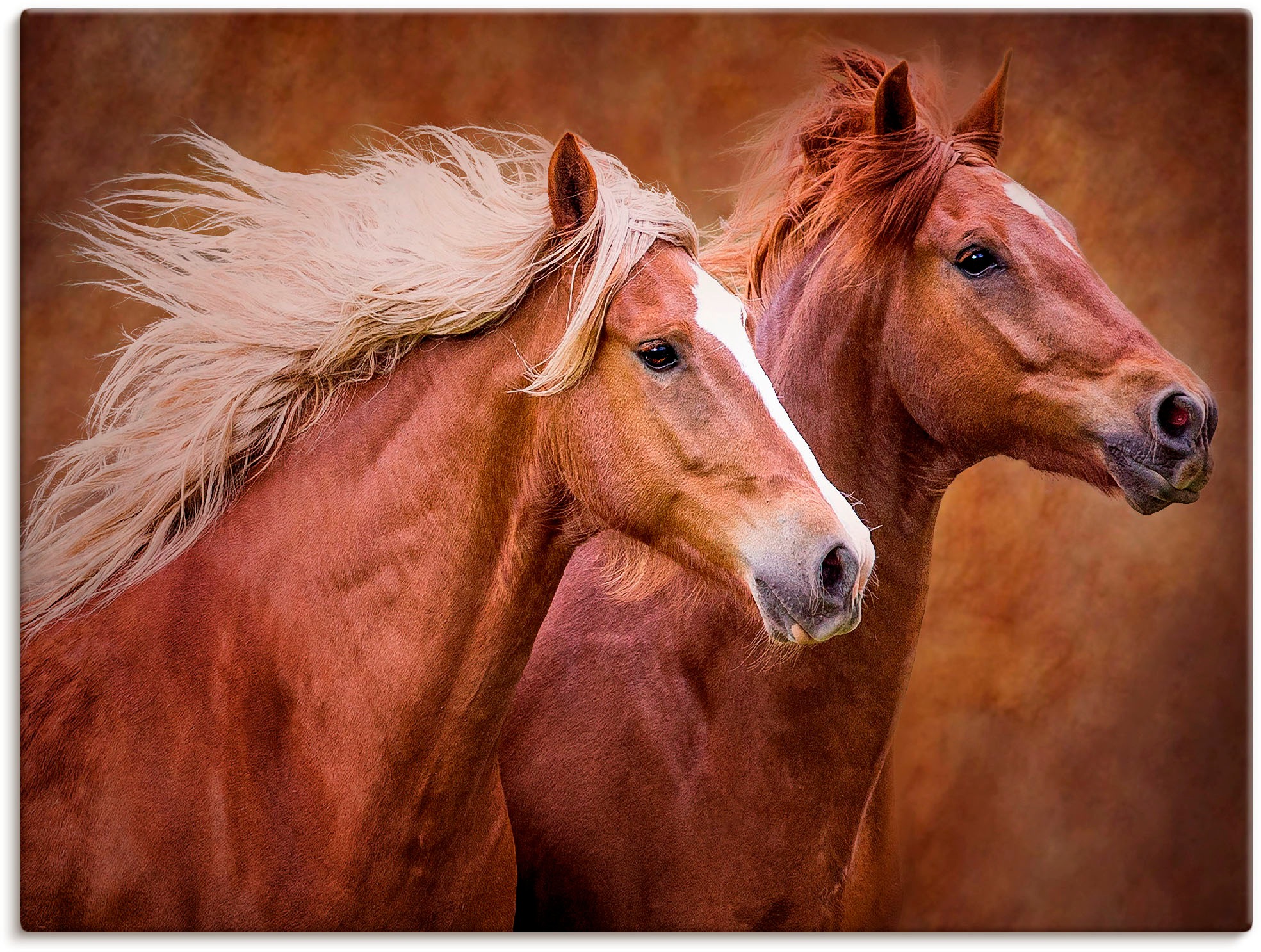 Image of Artland Wandbild »Reinrassige Pferde I«, Haustiere, (1 St.), in vielen Grössen & Produktarten - Alubild / Outdoorbild für den Aussenbereich, Leinwandbild, Poster, Wandaufkleber / Wandtattoo auch für Badezimmer geeignet bei Ackermann Versand Schweiz