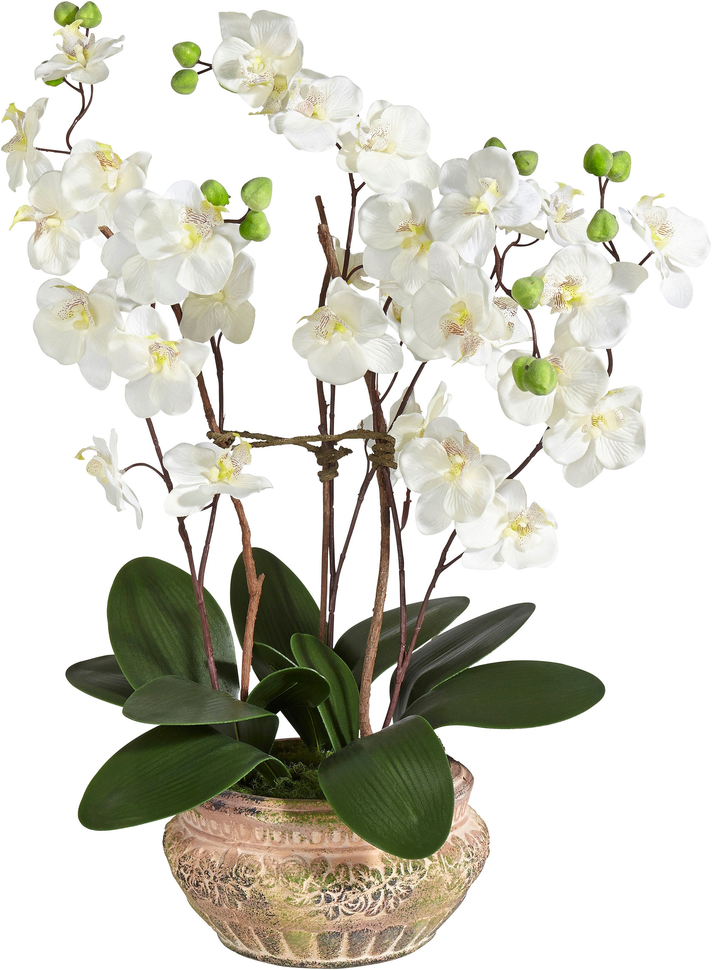 Image of Schneider Kunstpflanze »Orchidee«, (1 St.) bei Ackermann Versand Schweiz