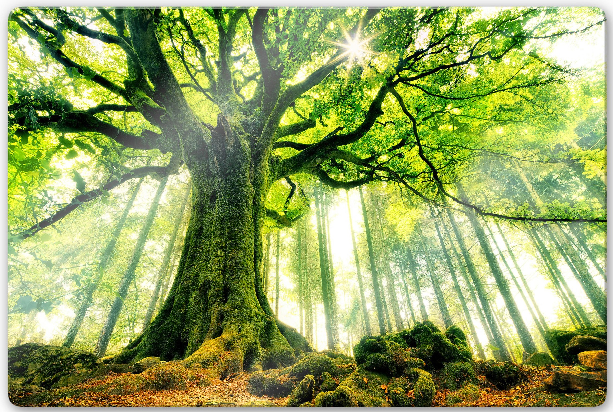 Image of Wall-Art Glasbild »Kiciak - Märchenwald«, 100/70 cm bei Ackermann Versand Schweiz