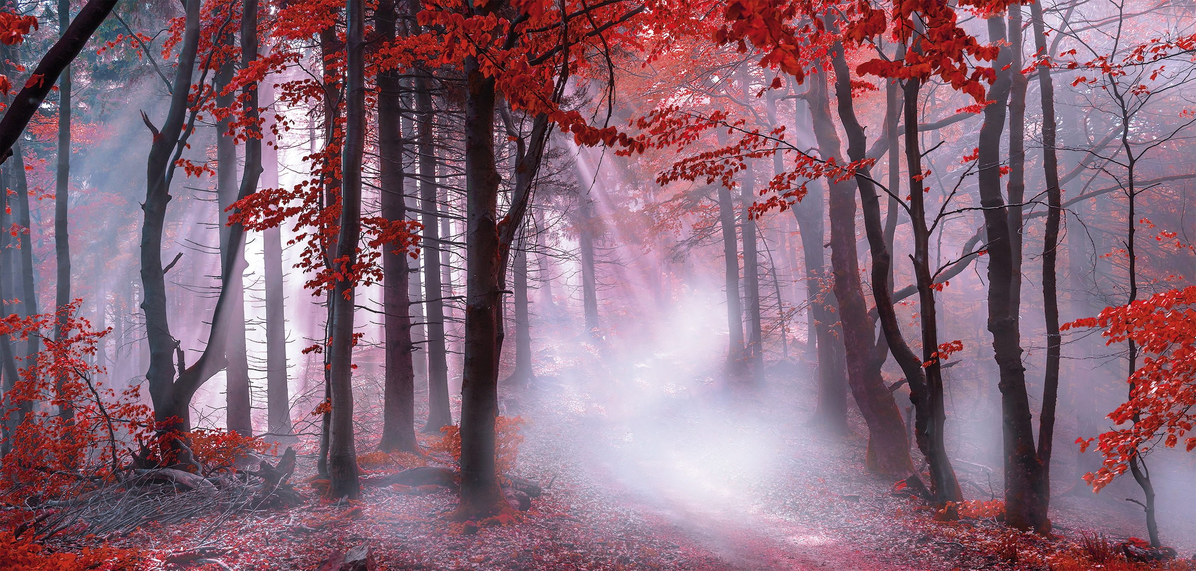 Image of Bönninghoff Leinwandbild "Wandbild NEBEL IM HERBSTWALD 33x70 cm – Leinwandbild Keilrahmen Deko" Wald 1 Stk. tlg. auf Keilrahmen gespannt