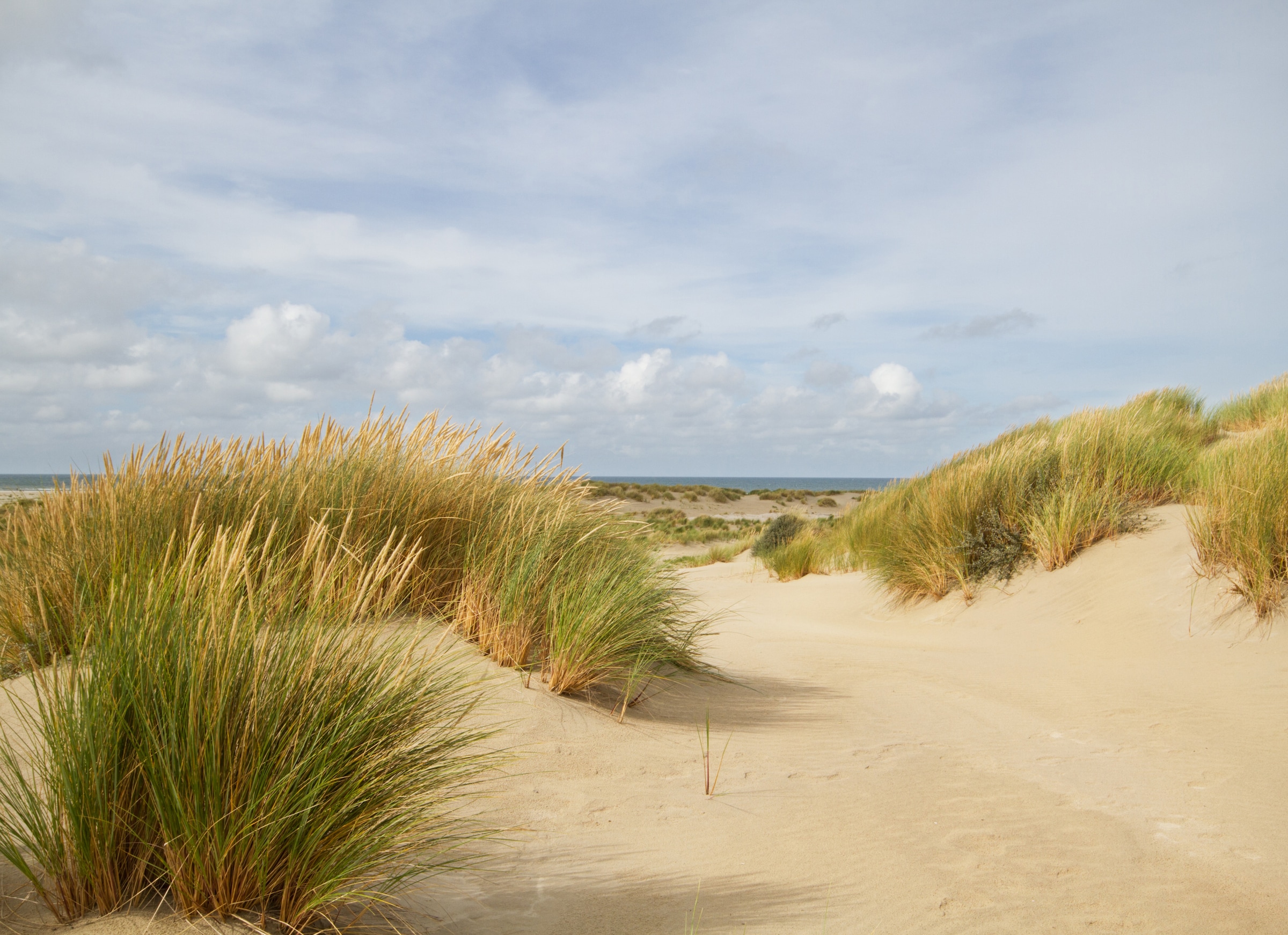 Image of Papermoon Fototapete "Dunes Grass" glatt