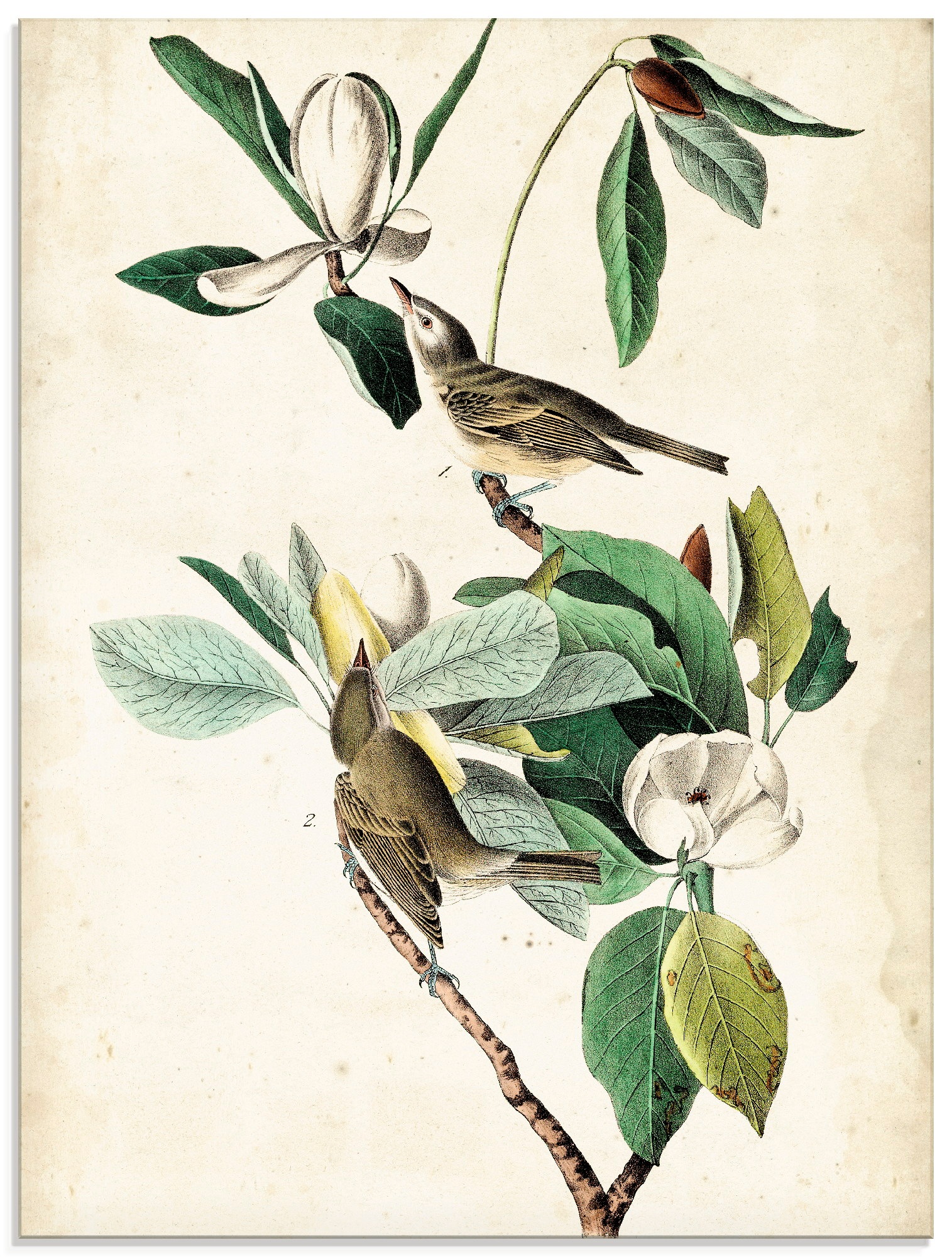 Image of Artland Glasbild »Sängervireo«, Vögel, (1 St.) bei Ackermann Versand Schweiz