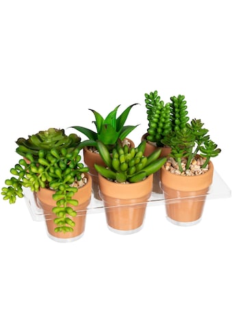 Creativ green Künstliche Zimmerpflanze »Mini-Sukkulenten«, (6 St.), im Tontopf, 6er Set kaufen