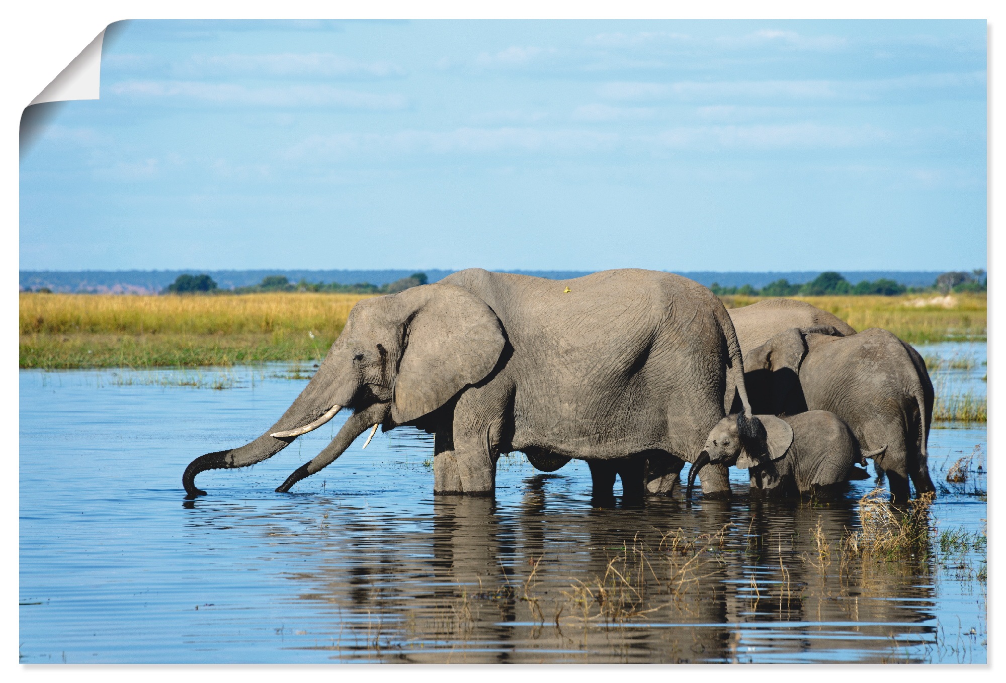 Image of Artland Wandbild »Afrikanische Elefanten im Chobe Fluss«, Wildtiere, (1 St.), in vielen Grössen & Produktarten - Alubild / Outdoorbild für den Aussenbereich, Leinwandbild, Poster, Wandaufkleber / Wandtattoo auch für Badezimmer geeignet bei Ackermann Versa