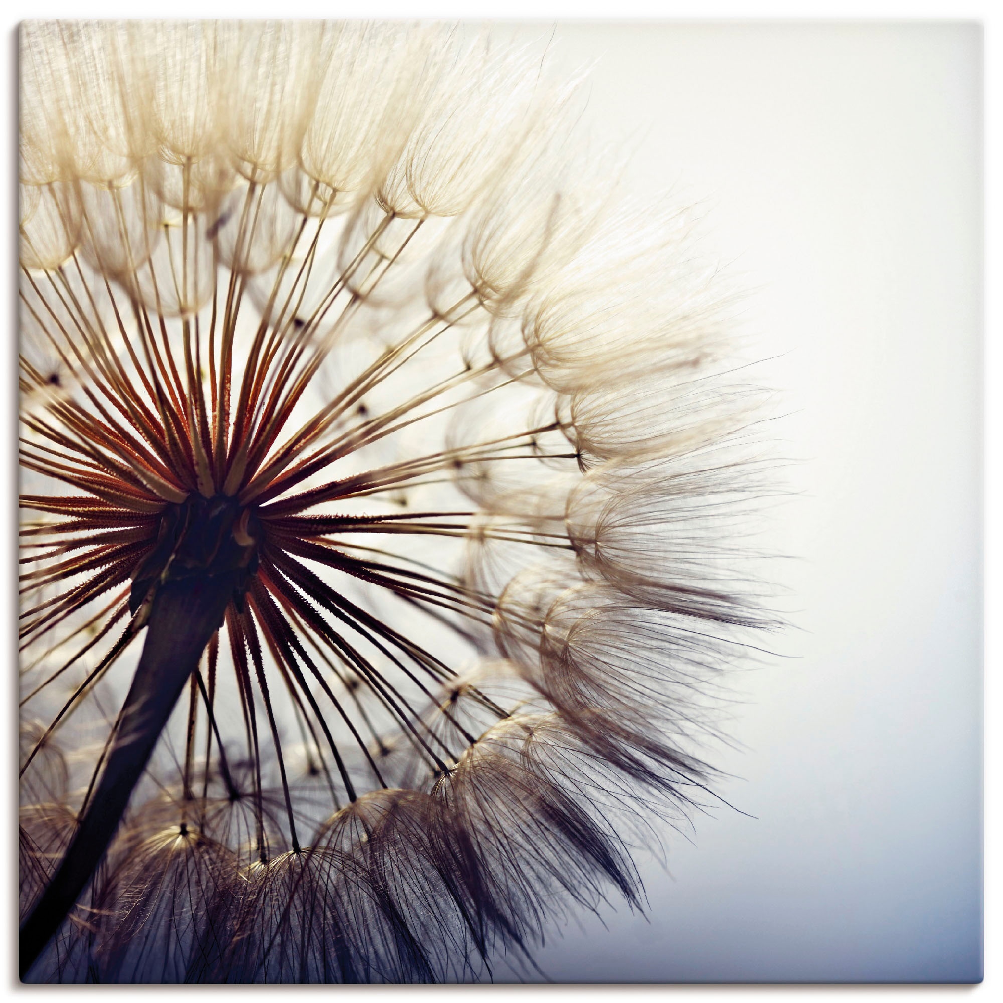 Image of Artland Wandbild "Grosse Pusteblume" Blumen 1 Stk. tlg. als Leinwandbild, Poster in verschied. Grössen