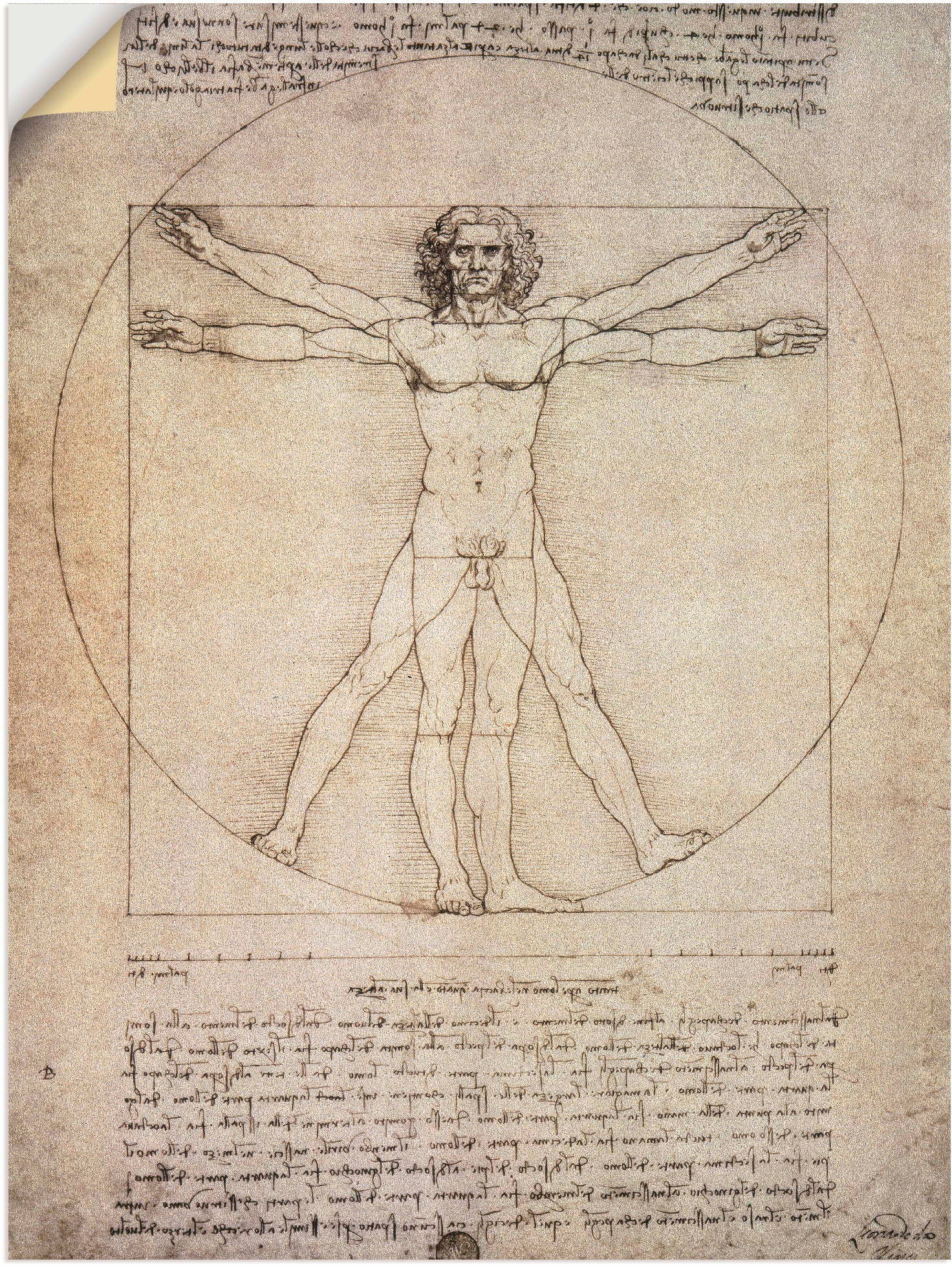 Image of Artland Wandbild »Porportionszeichnung, nach Vitruv. 1490«, Mann, (1 St.), in vielen Grössen & Produktarten -Leinwandbild, Poster, Wandaufkleber / Wandtattoo auch für Badezimmer geeignet bei Ackermann Versand Schweiz