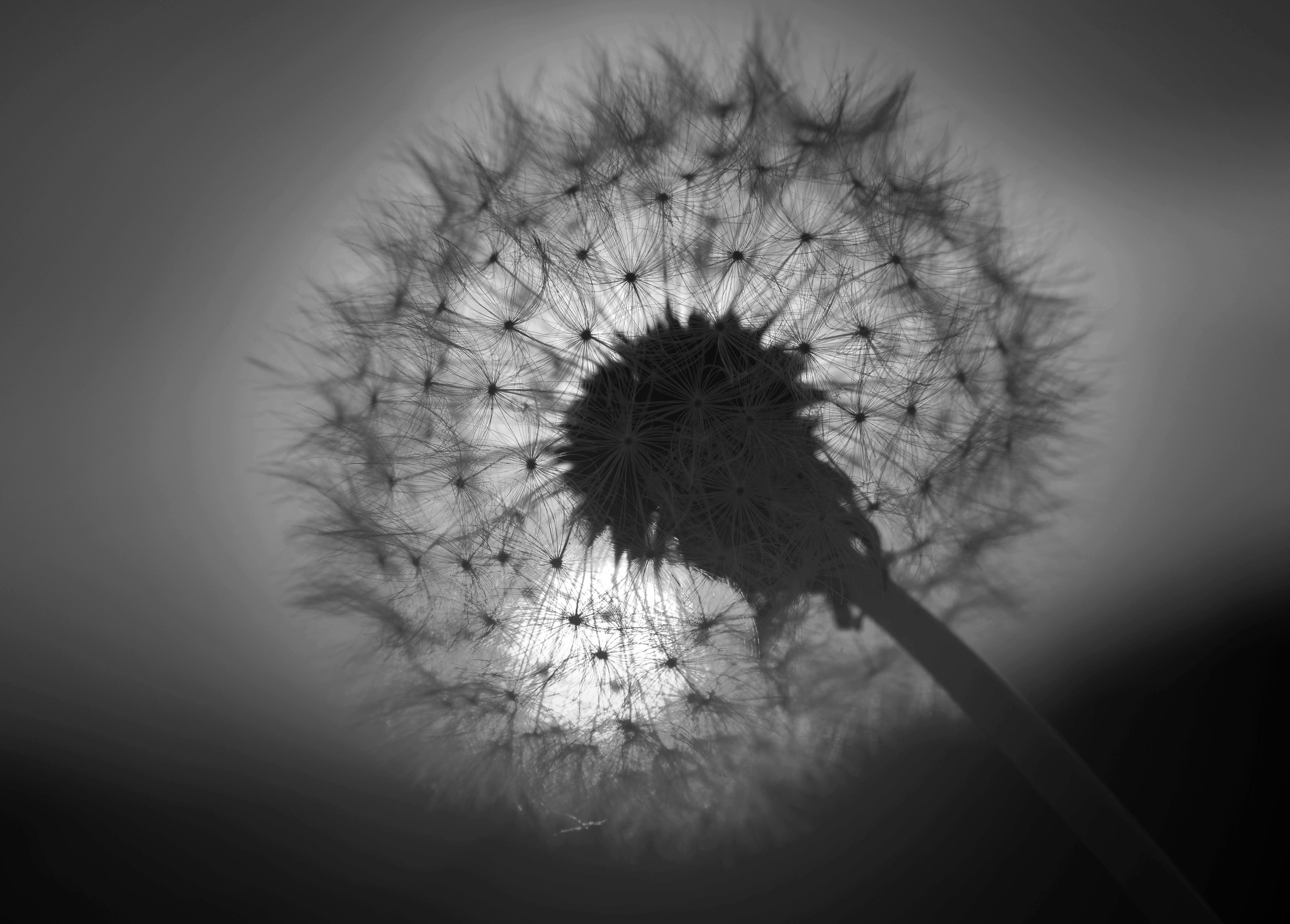 Image of Papermoon Fototapete "Blume Schwarz & Weiss"