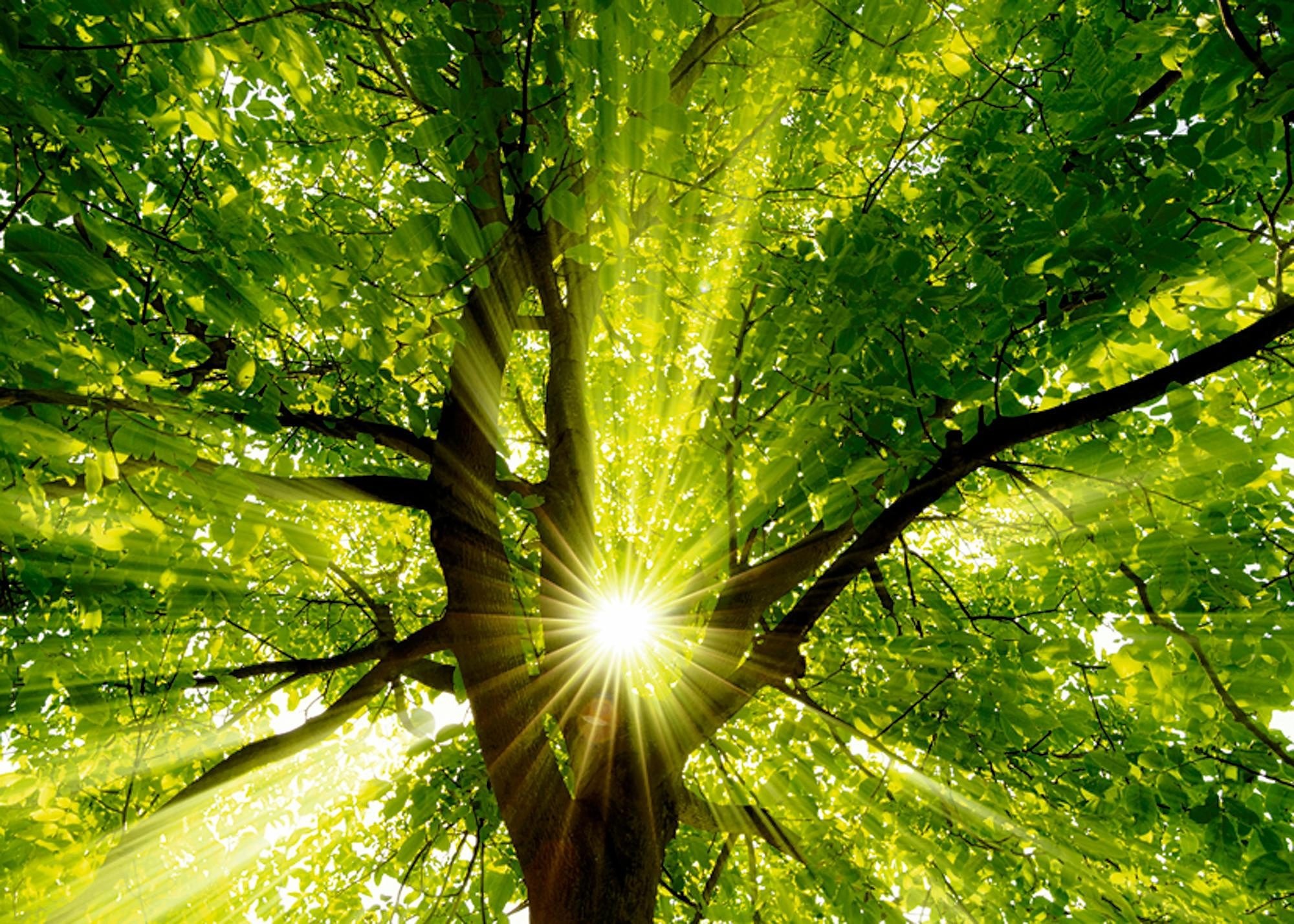 Home affaire Leinwandbild »smileus: Sonne strahlt explosiv durch den Baum«, 70/50 cm kaufen