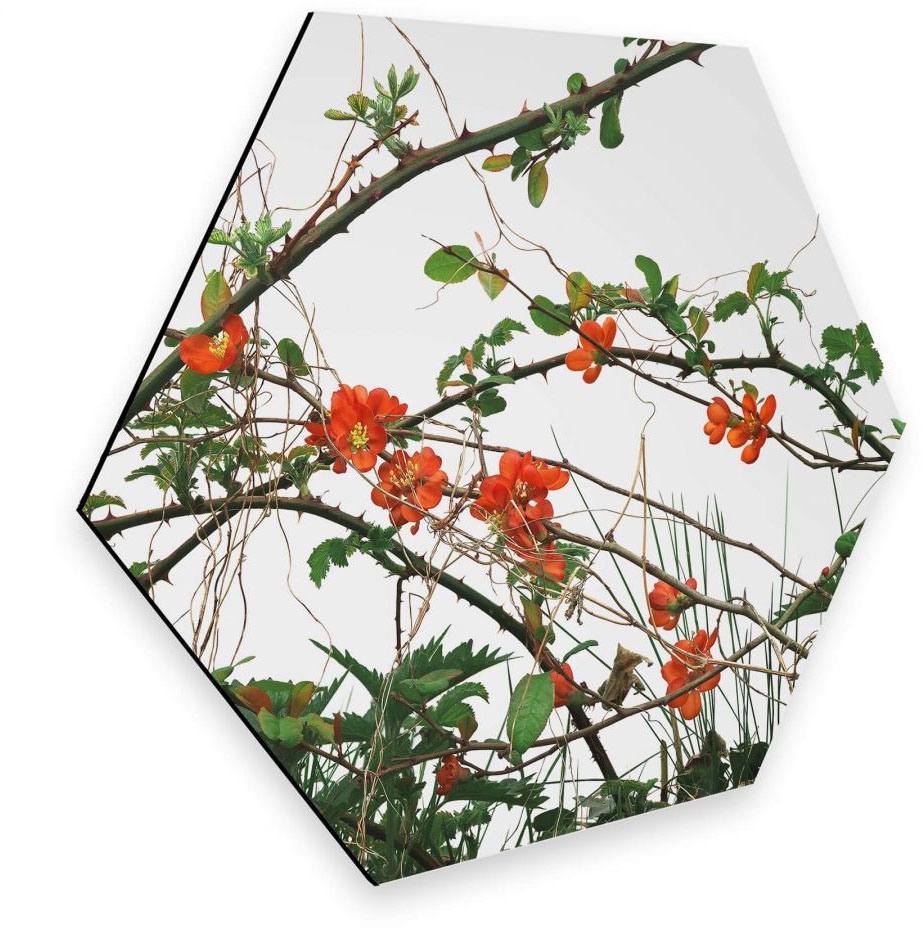 Metallbild Wall-Art versandkostenfrei Blumen »Quittenblüte Wandbild«, St.) bestellen (1 ♕