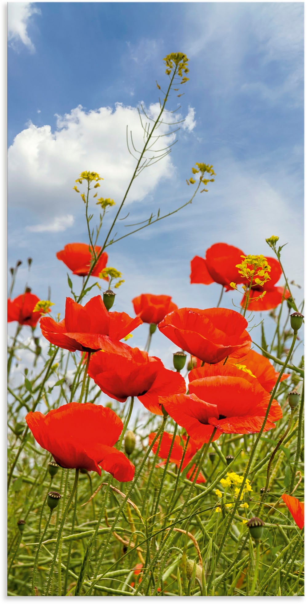 Image of Artland Alu-Dibond-Druck "Mohnblumen im Panorama" Blumenbilder 1 Stk. tlg. für Innen- und Aussenbereich geeignet, Outdoorbild