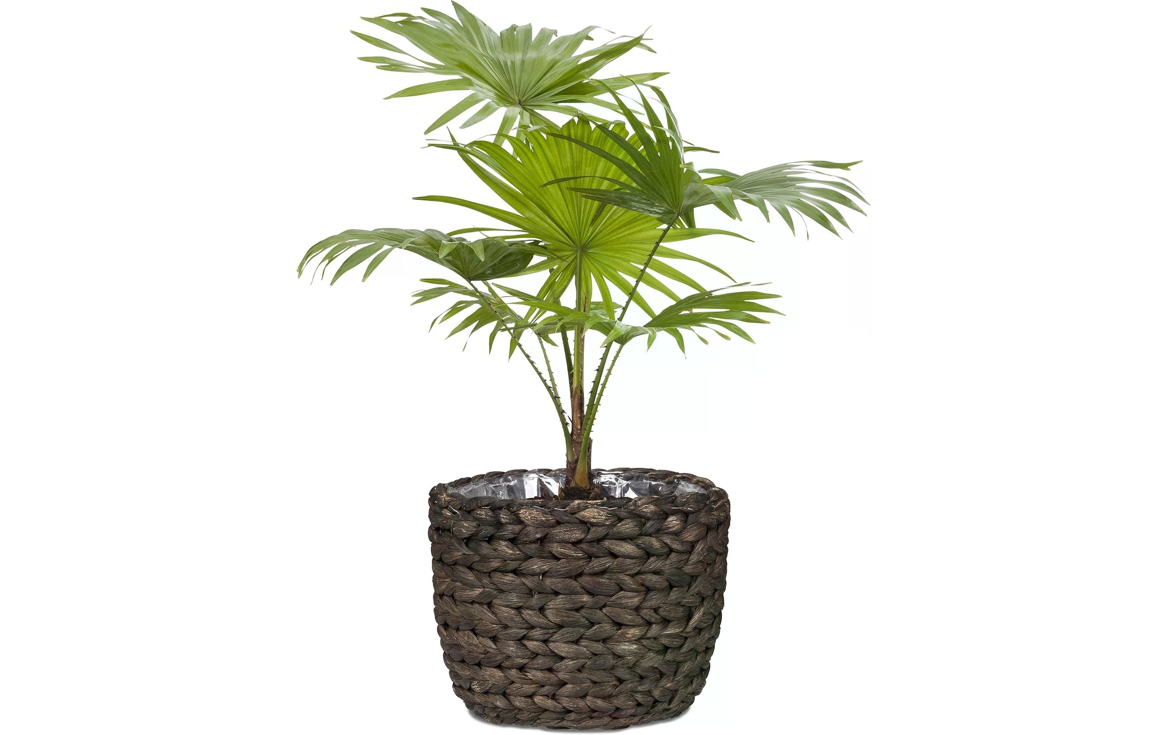 Scheurich Blumentopf »scheurich«