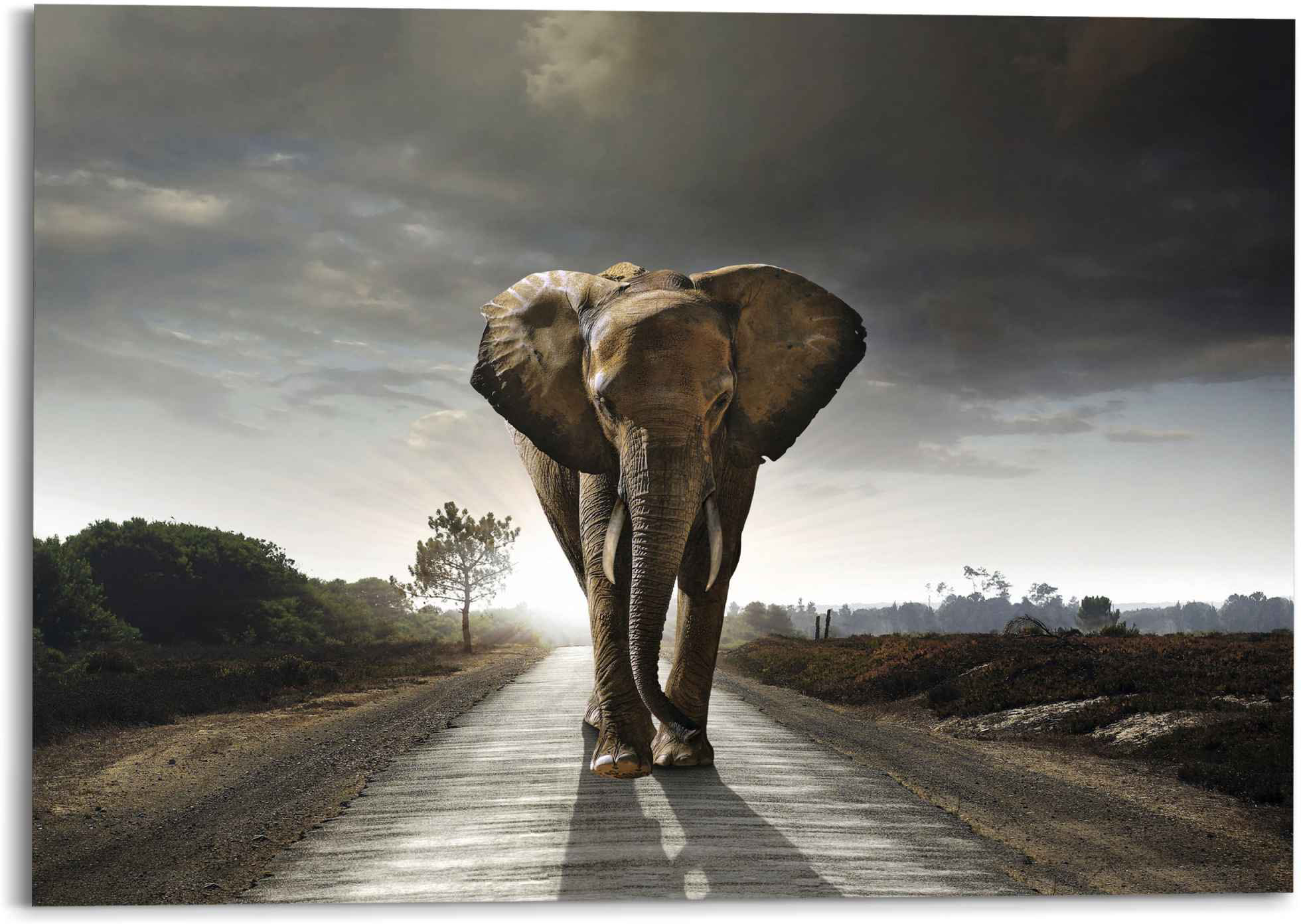(1 Elefanten »Ein läuft St.) Elefant der Holzbild Bilder, Artland auf Strasse«, maintenant
