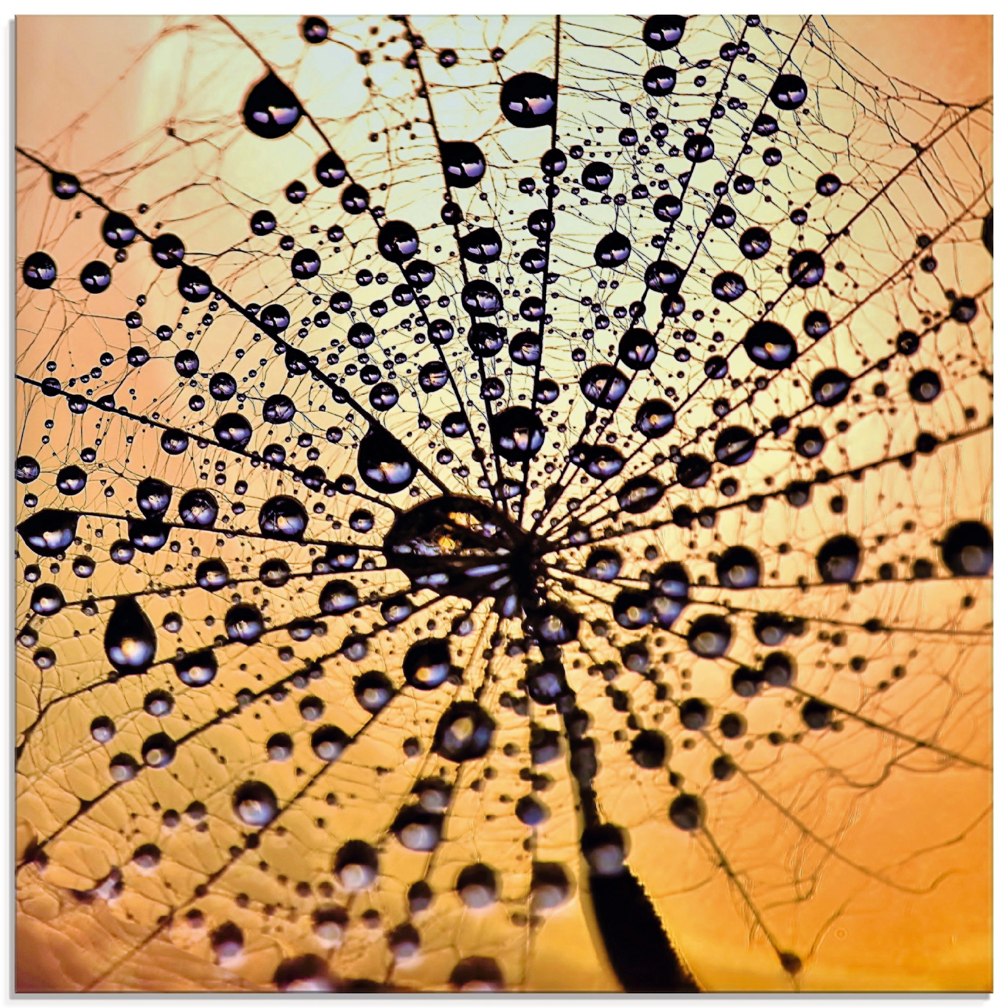 Image of Artland Glasbild »Pusteblume Tröpfchenfang«, Blumen, (1 St.) bei Ackermann Versand Schweiz