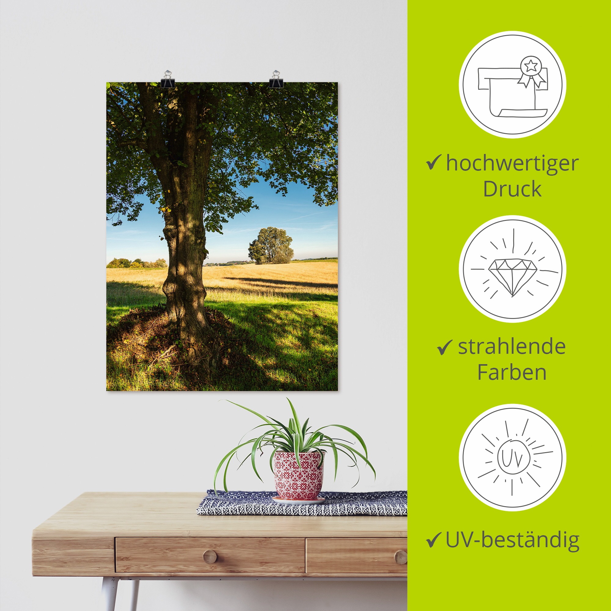 Artland Poster »Feld und Bäumen bei Hohen Demzin«, Felder, (1 St.), als Alubild, Leinwandbild, Wandaufkleber oder Poster in versch. Grössen