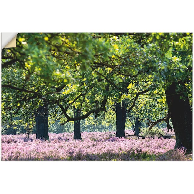Artland Wandbild »Lüneburger Heide«, Wiesen & Baumbilder, (1 St.), als  Alubild, Leinwandbild, Wandaufkleber oder Poster in versch. Grössen bequem  kaufen